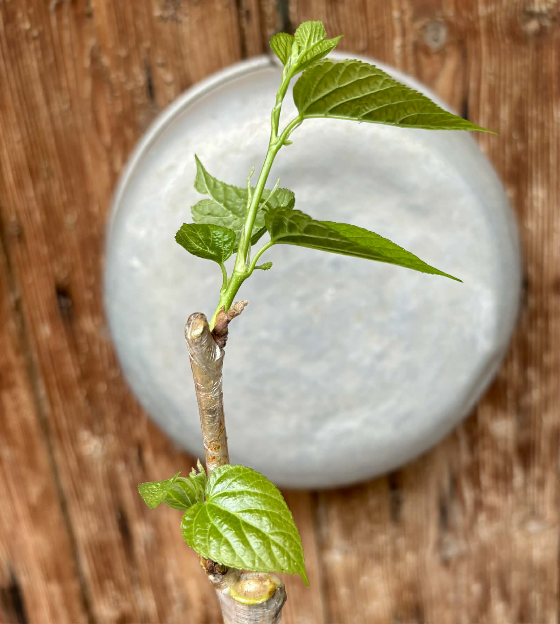 For Self-Rooting - Australian Black (Morus nigra 'Australian Black') - 1 grafted, potted plant / 1 veredelte, getopfte Pflanze