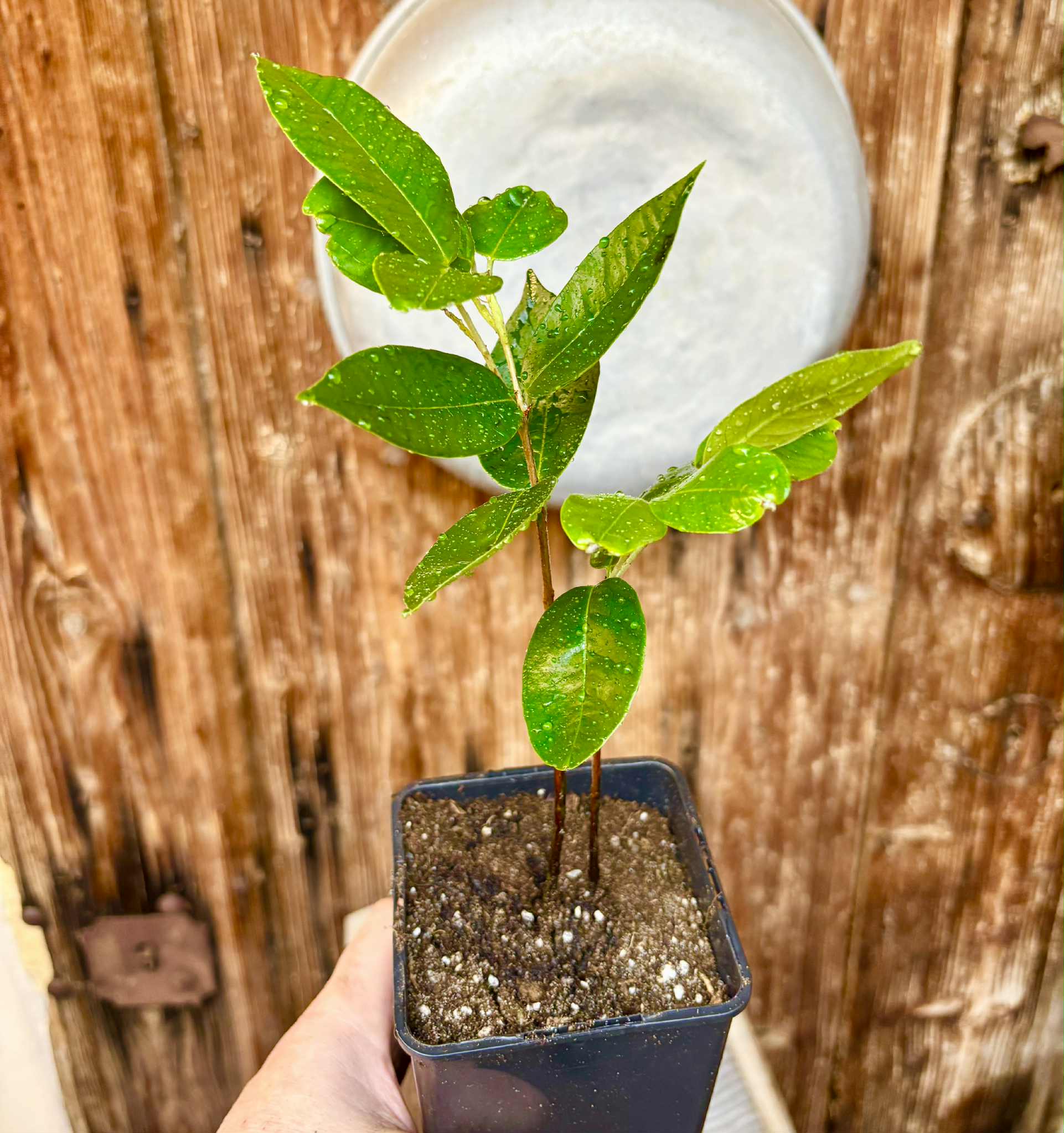 Cambuca (Plinia edulis) - 1 potted plant / 1 getopfte Pflanze