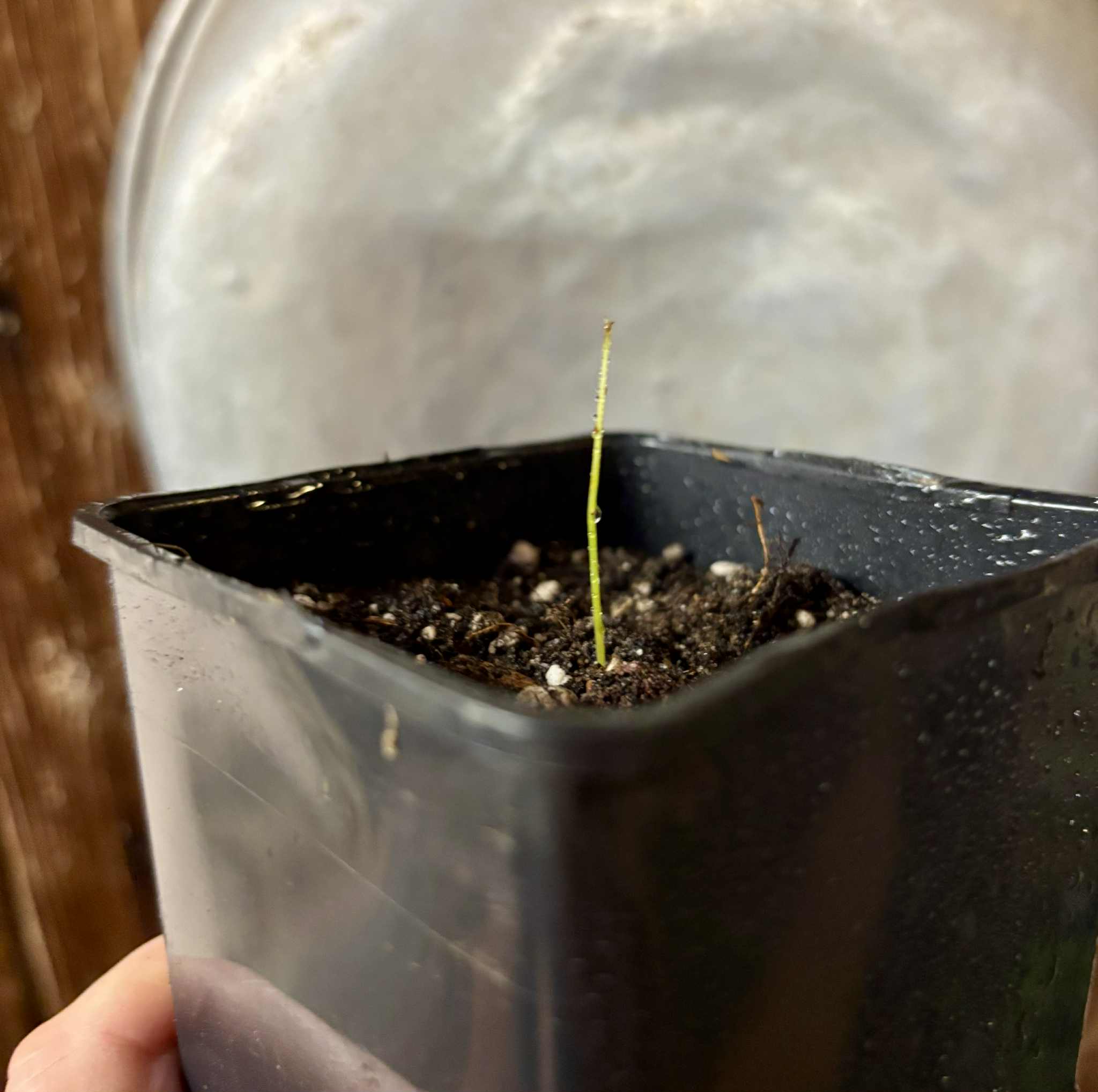 Pseudolmedia sp. Rondonia - 1 just potted seedling / 1 frisch getopfter Sämling