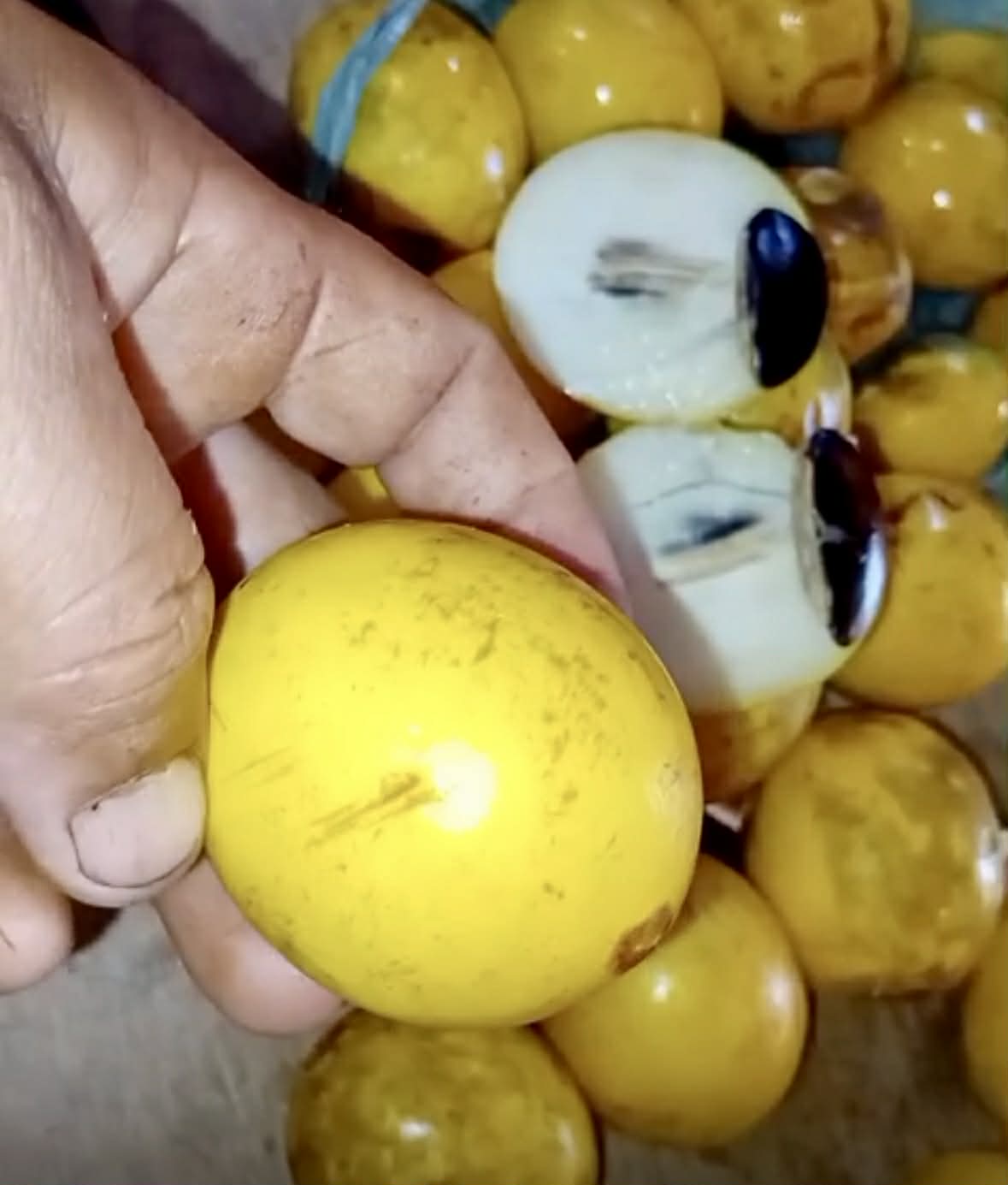 Chrysophyllum sp Abiu Rondonia - Rare exotic plant - Seltene exotische Pflanze