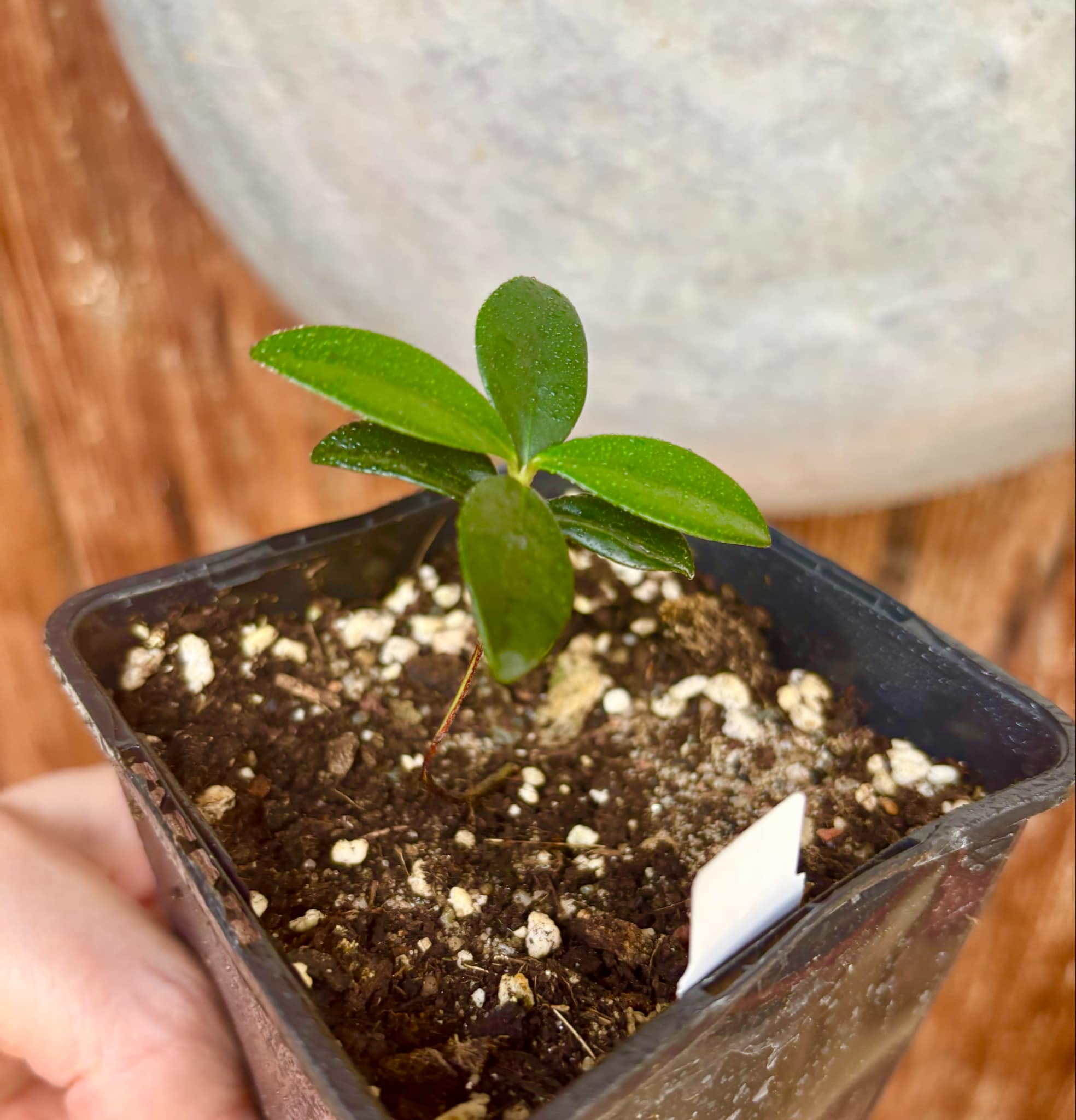 the Eugenia from Australia - Eugenia reinwardtiana - Cedarbay Cherry -  1 small potted seedling / 1 kleiner, getopfter Sämling