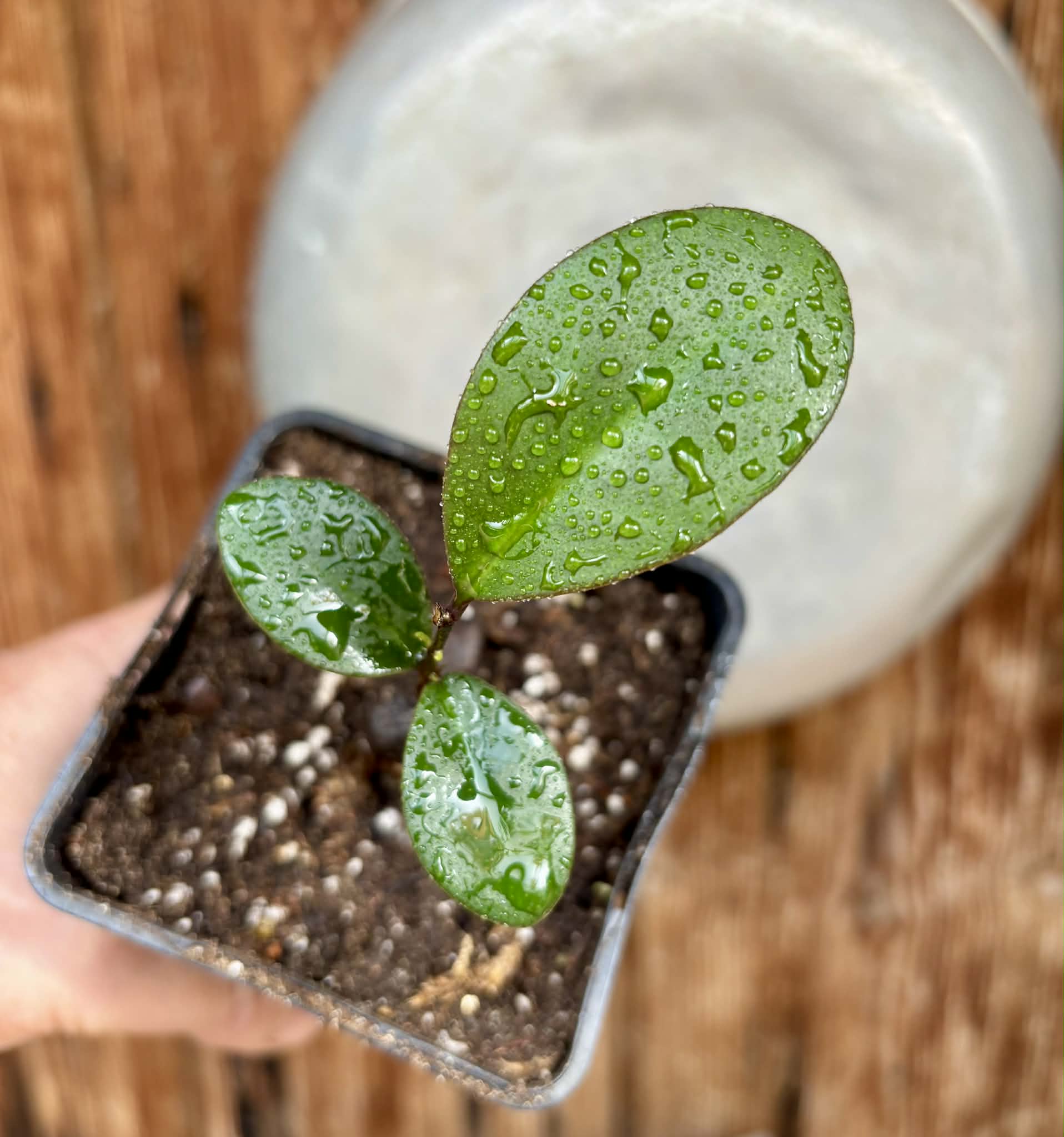 Eugenia sp Pindoca - 1 potted seedling / 1 getopfter Sämling