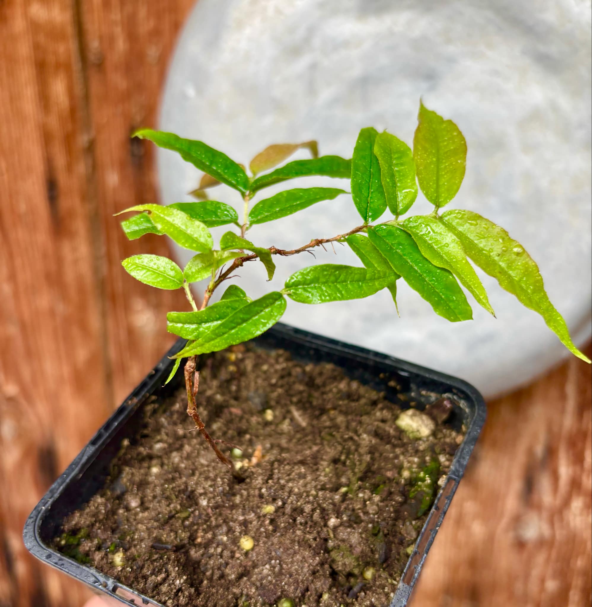 Plinia spiritosantensis var. Mucuri Velvet - 1 potted plant/ 1 getopfte Pflanze