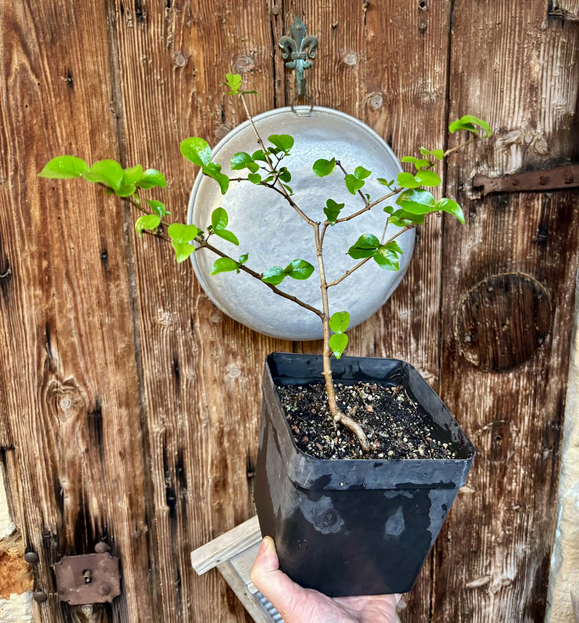 Eugenia uniflora var. Colombia - 1 potted plant / 1 getopfte Pflanze