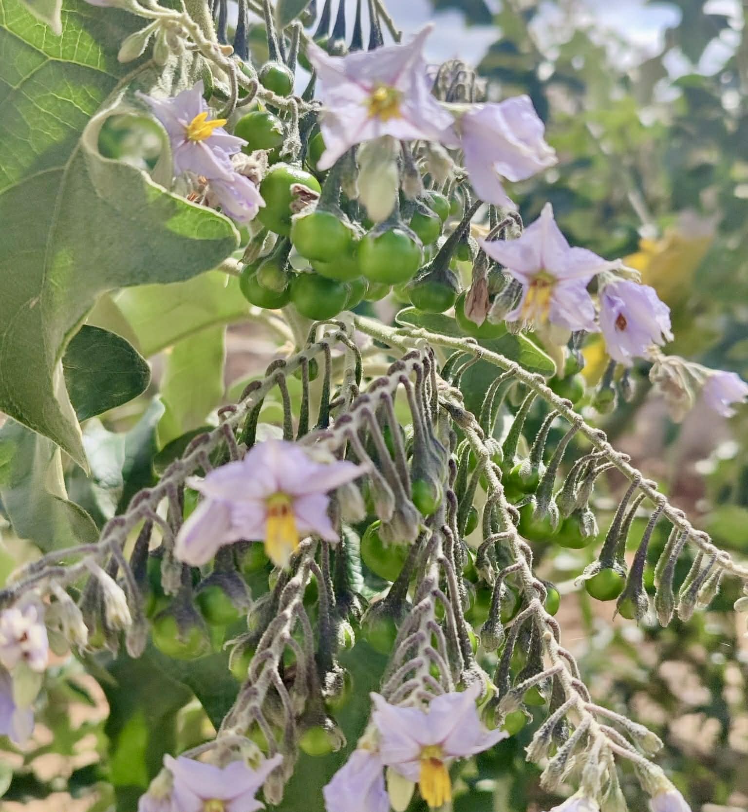Jurubeba - Solanum paniculatum - 1 fresh seed / 1 frischer Samen