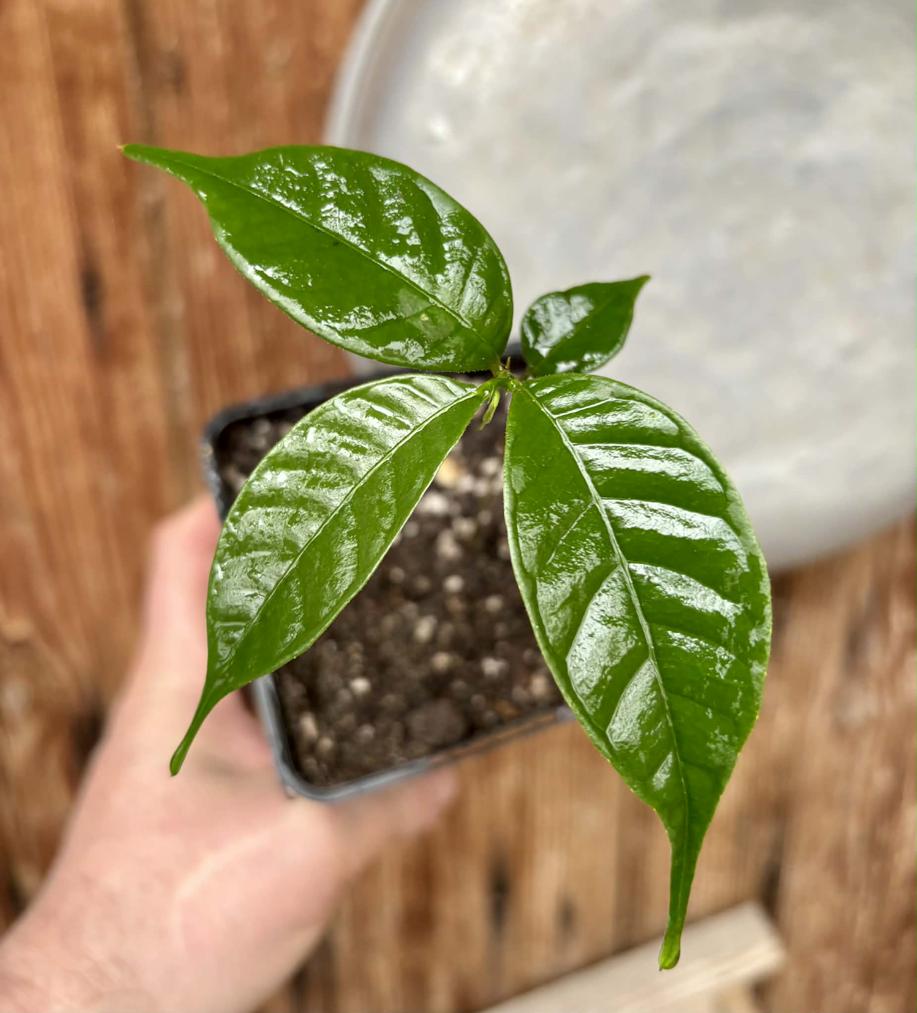 Kesusu (Prainea limpato) - 1 potted seedling / 1 getopfter Sämling