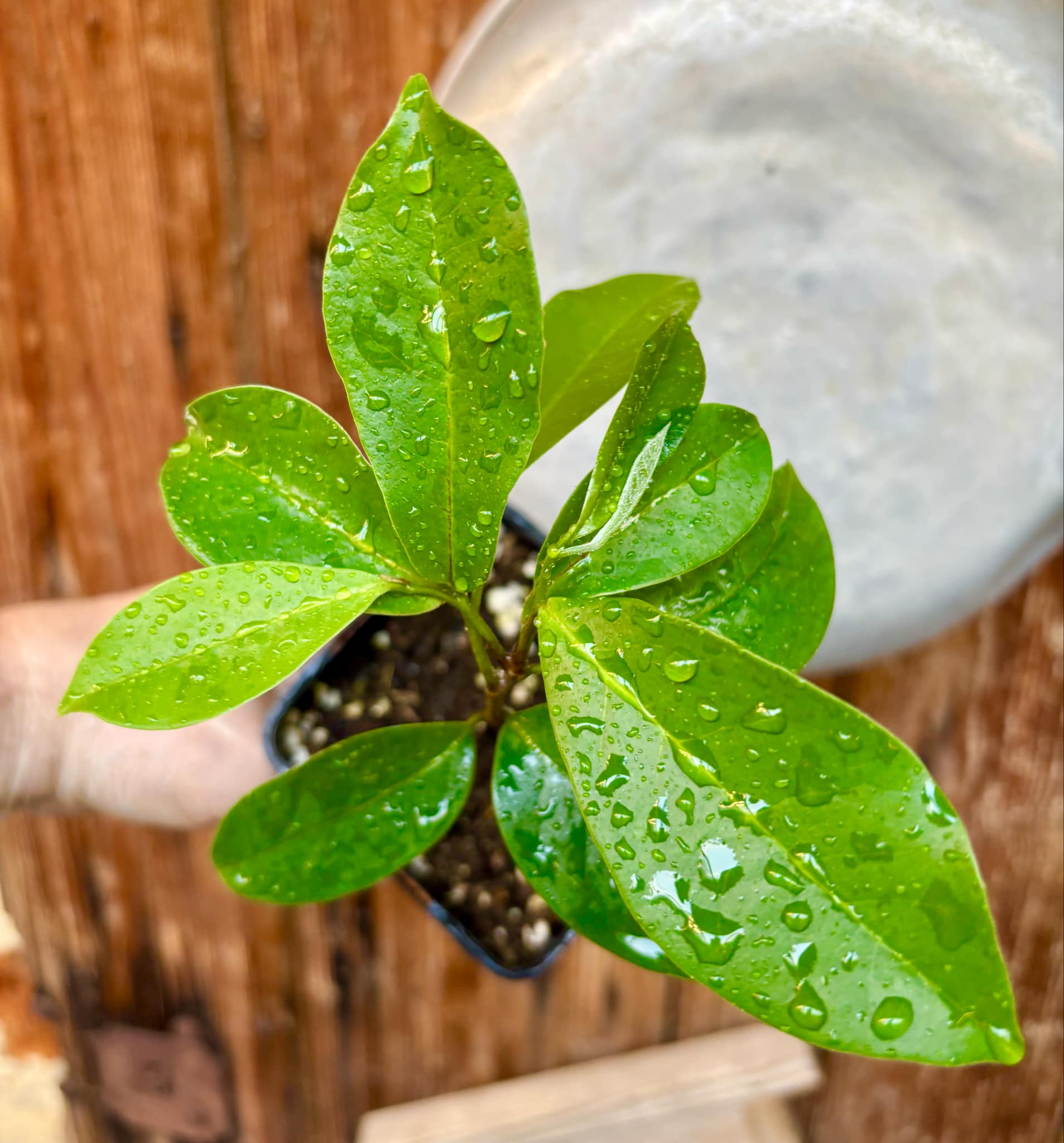 Annona montana - Mountain Soursop - 1 potted plant / 1 getopfte Pflanze