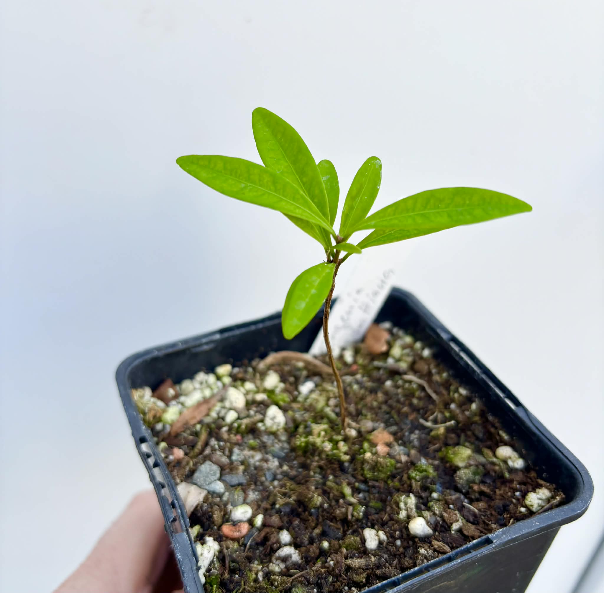 Eugenia schottiana -  1 potted seedling / 1 getopfter Sämling
