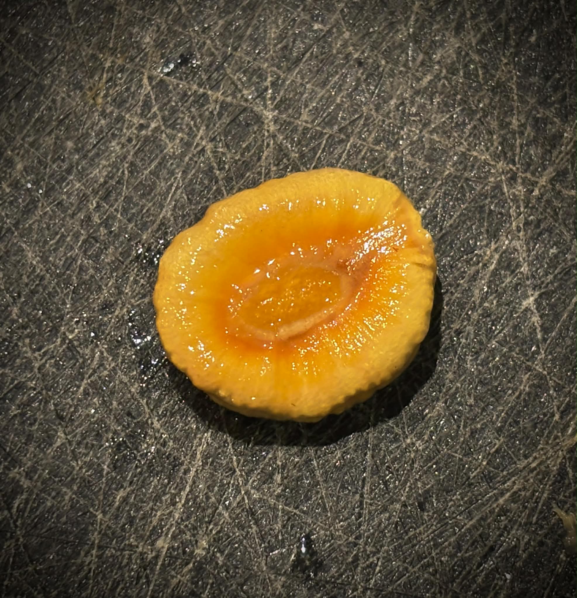 Monk Fruit (Siraitia grosvenorii) – Luo Han Guo - 5 fresh seeds / 5 frische Samen