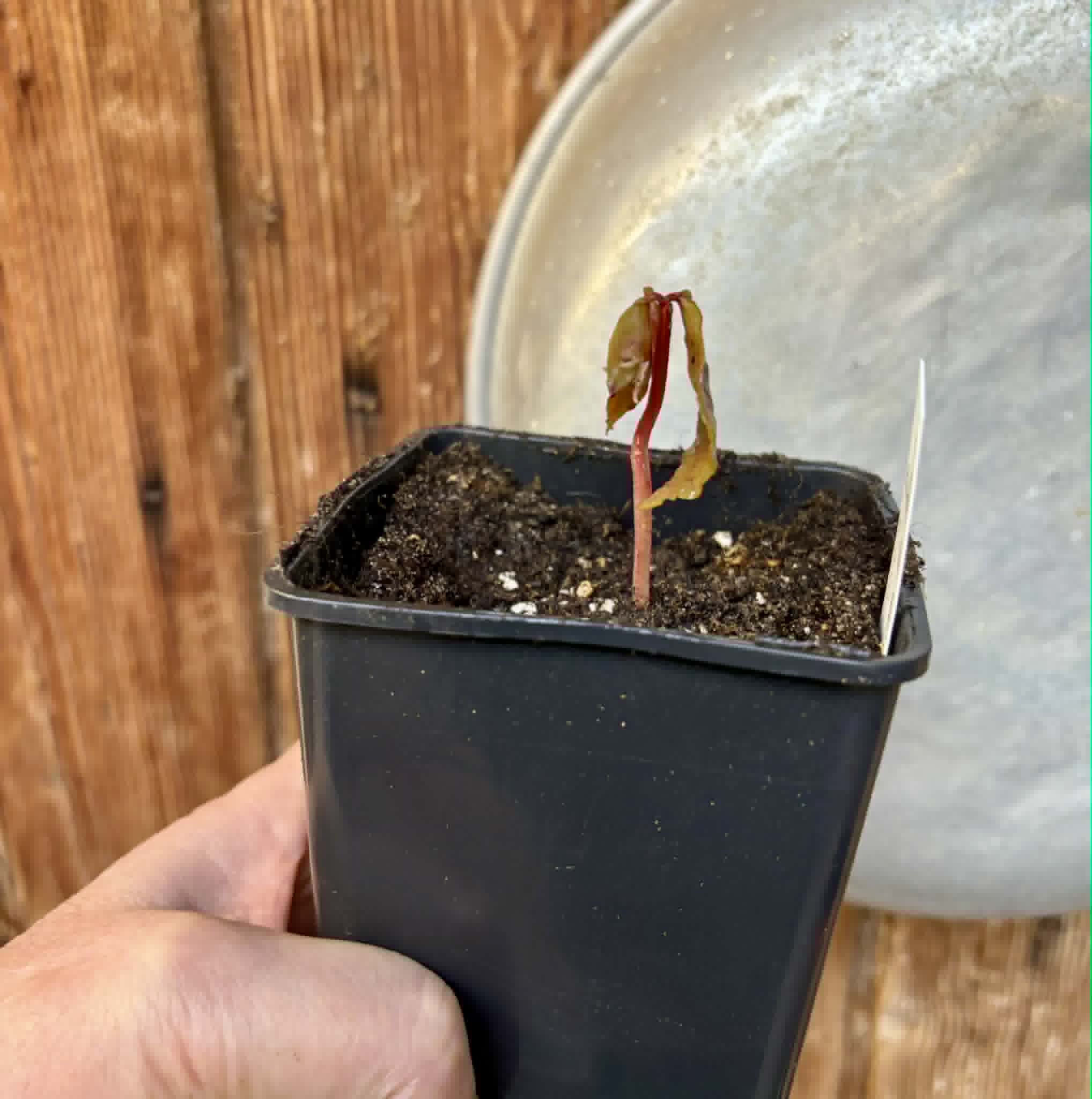 Myrcia sp Jaboticaba de Penca -  1 potted seedling / 1 getopfter Sämling