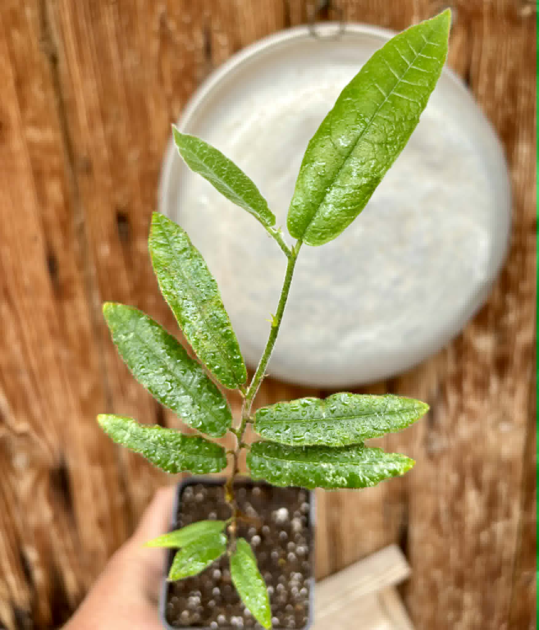 Pseudoxandra bahiensis - 1 potted plant / 1 getopfte Pflanze