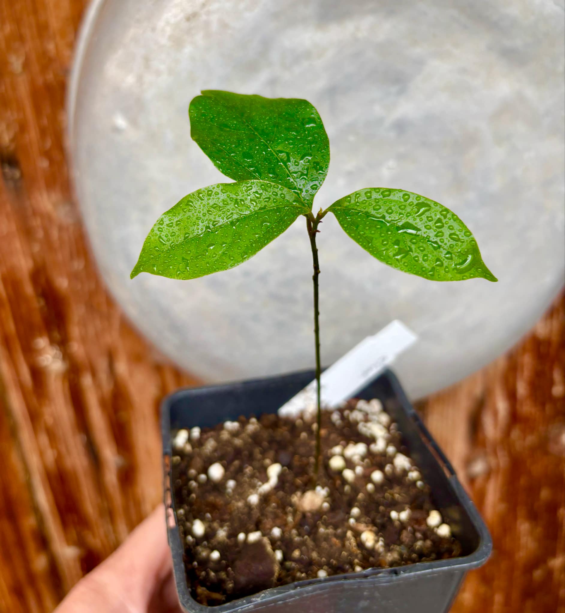 ZIMT - True Cinnamon (Cinnamomum verum) -  1 potted plant / 1 getopfte Pflanze 