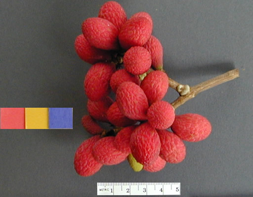 Korlan (Nephelium hypoleucum) - 1 fresh seed / 1 frischer Samen