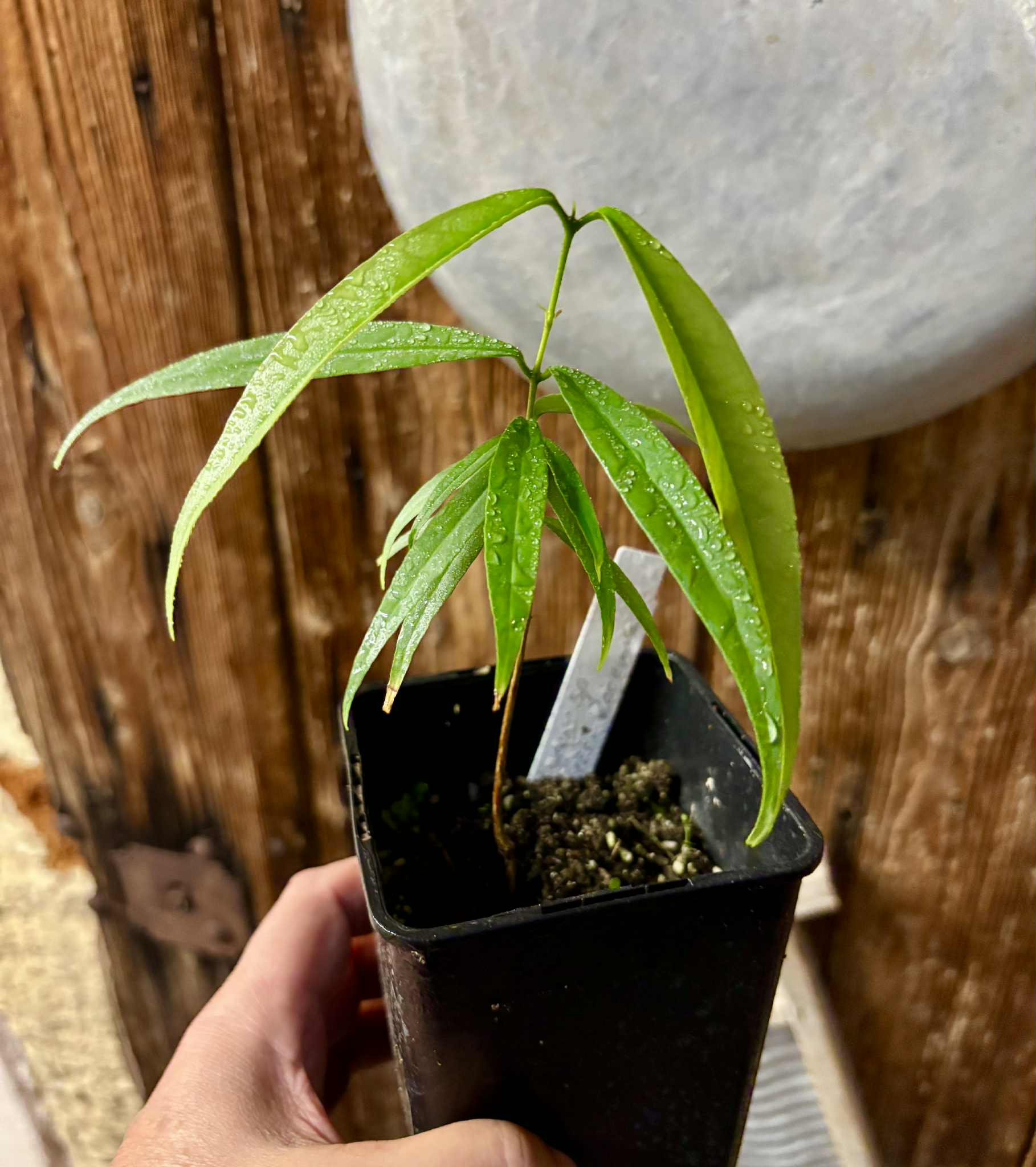 Eugenia sp sect racemosa -  1 potted plant / 1 getopfte Pflanze