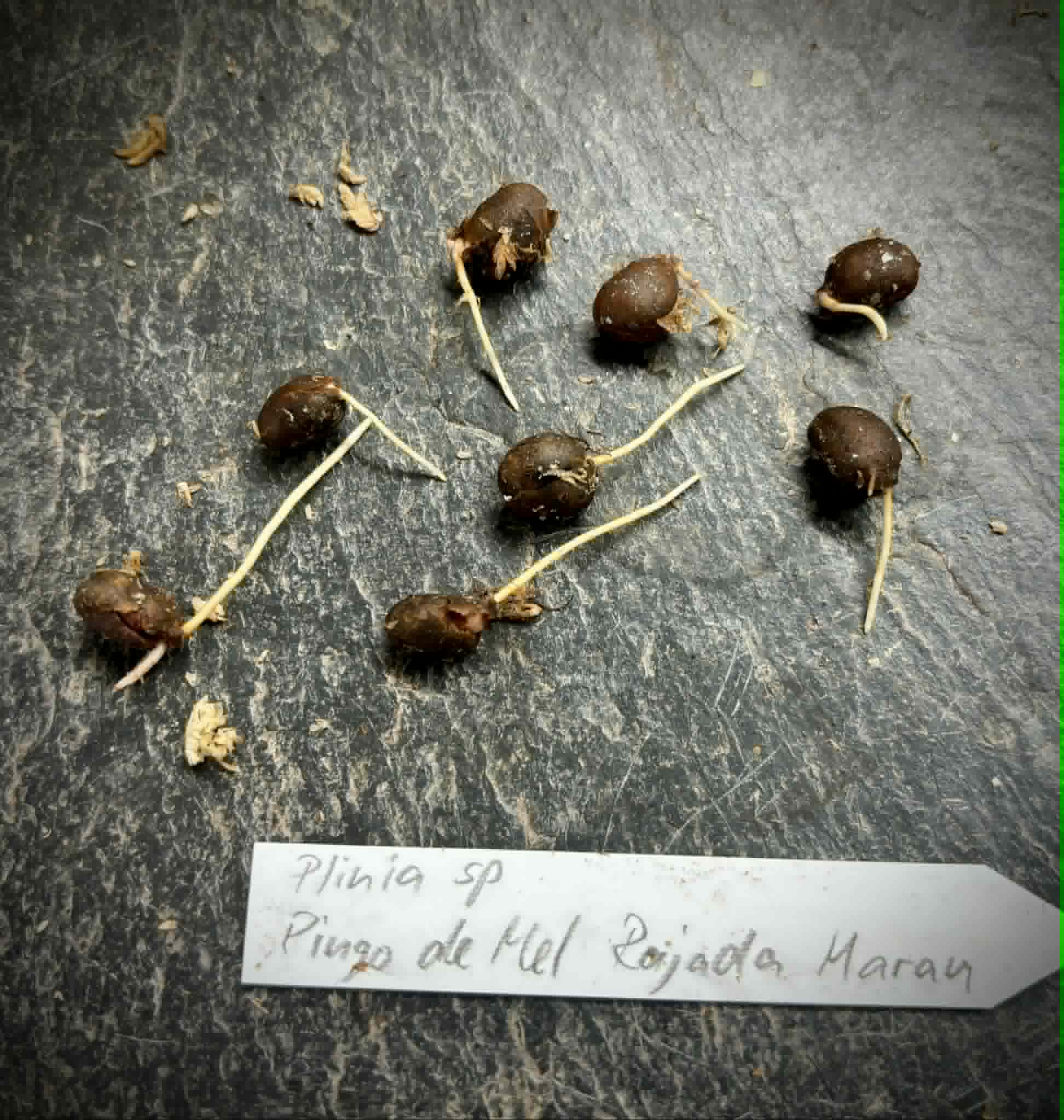 Plinia sp. Pingo de Mel Rajada Maraú -  1 germinated seed / 1 gekeimter Samen