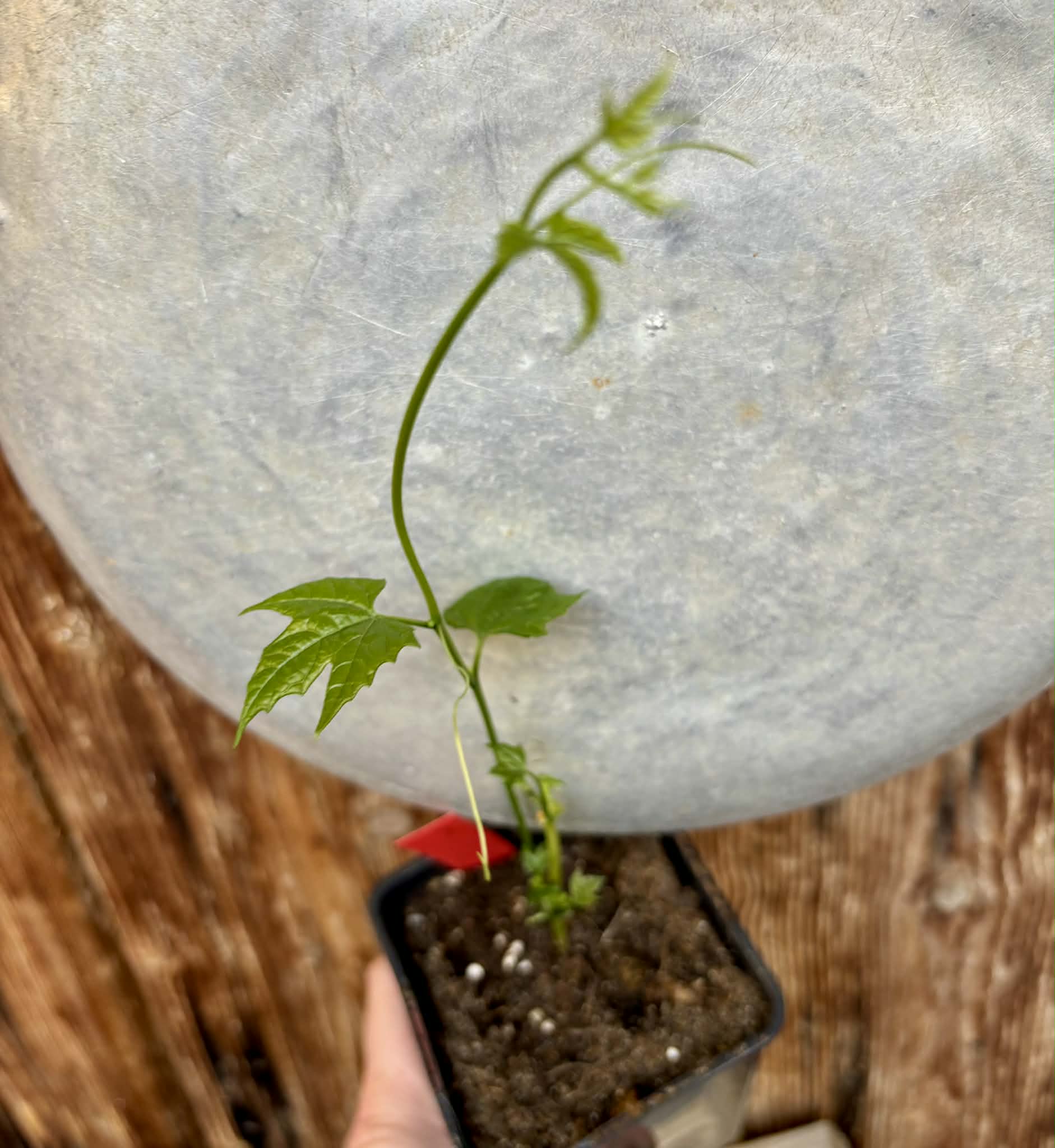 Momordica cochinchinensis - Gac fruit - 1 potted plant / 1 getopfte Pflanze