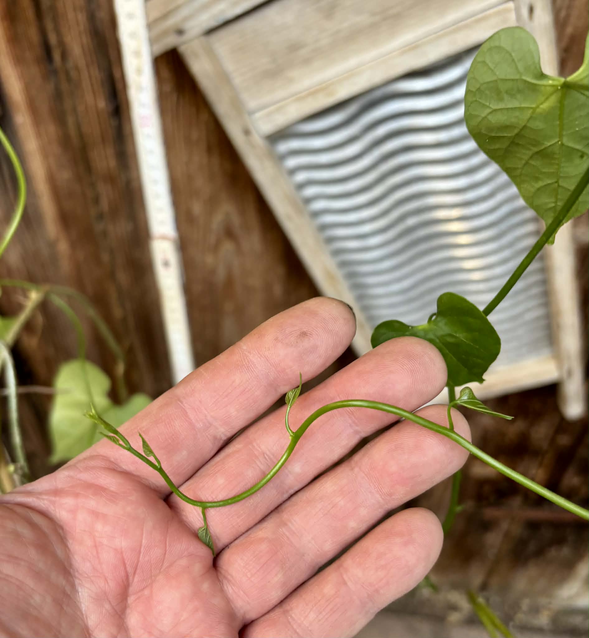 Uva do Mato (Disciphania ernstii) - 1 potted plant / 1 getopfte Pflanze