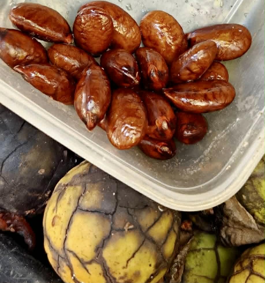 Diospyros transitoria - 1 fresh seed / 1 frischer Samen