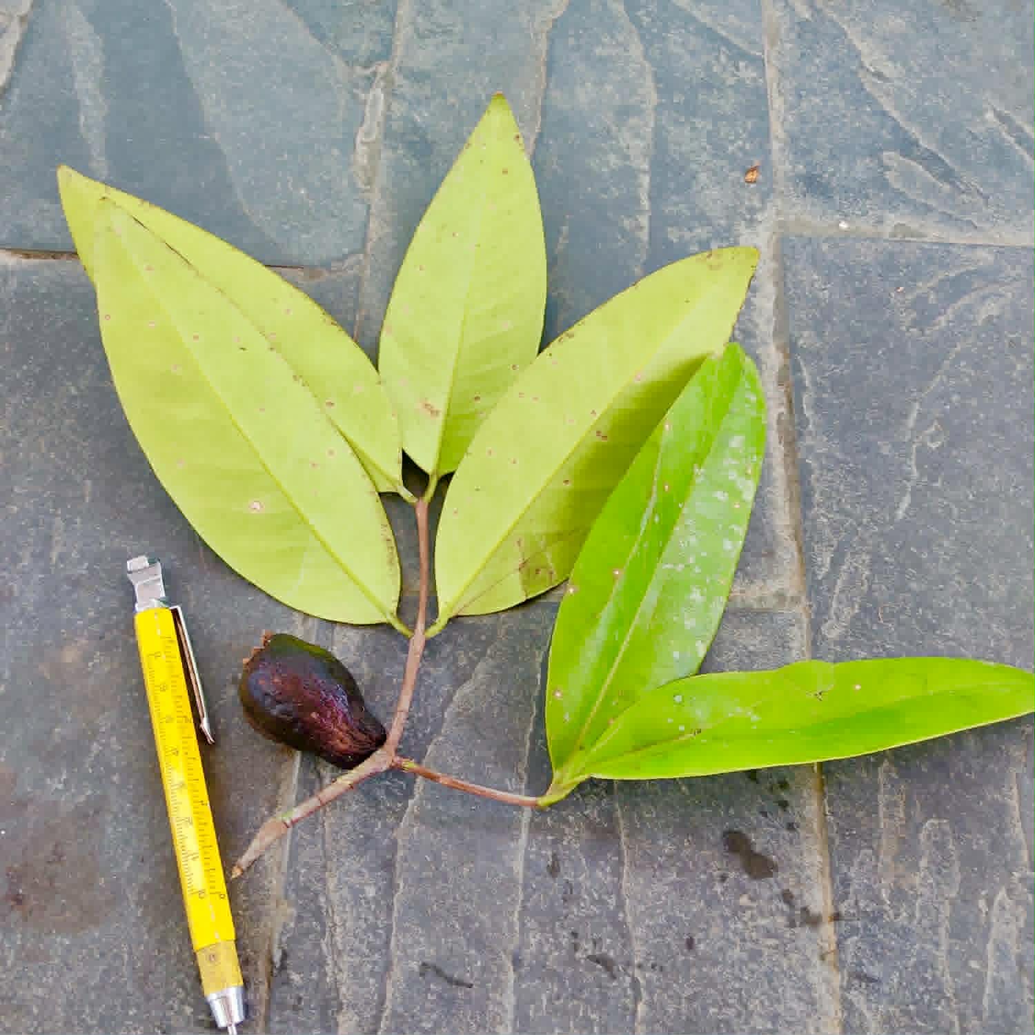 Pre Order - Eugenia sp longifolia - 1 fresh seed / 1 frischer Samen