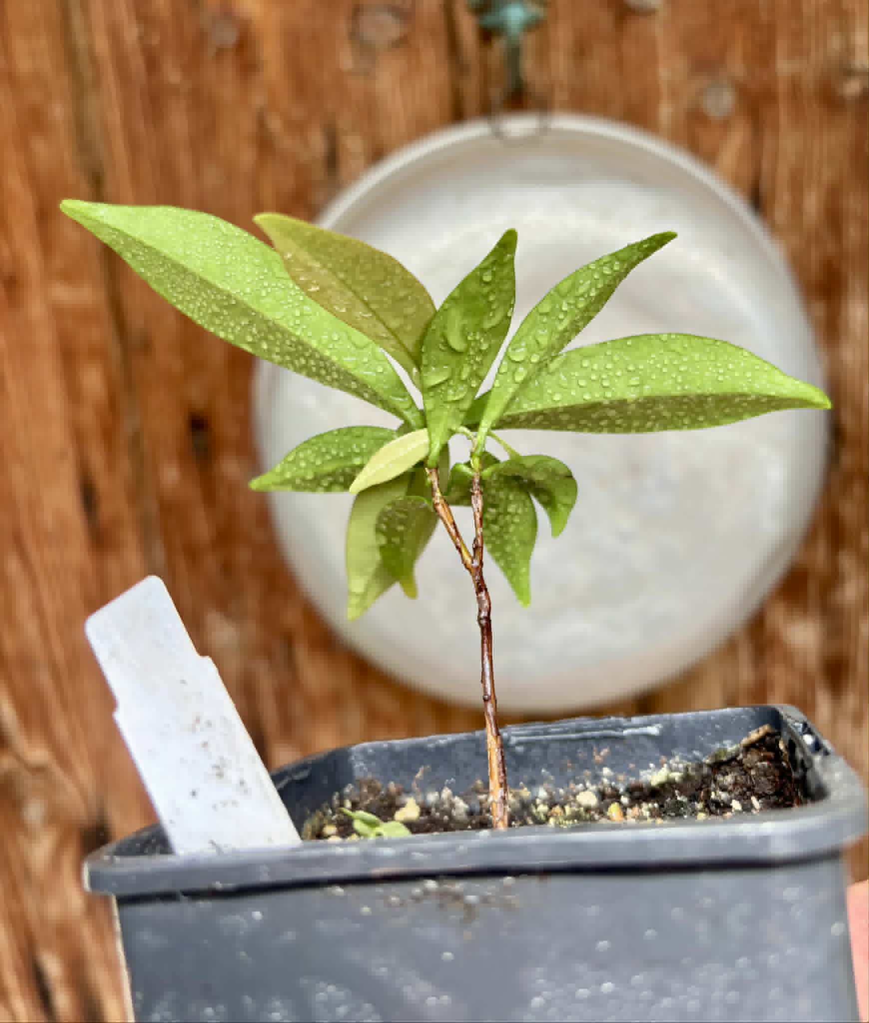 Eugenia sp Batinga Verdadeira -  1 potted plant / 1 getopfte Pflanze