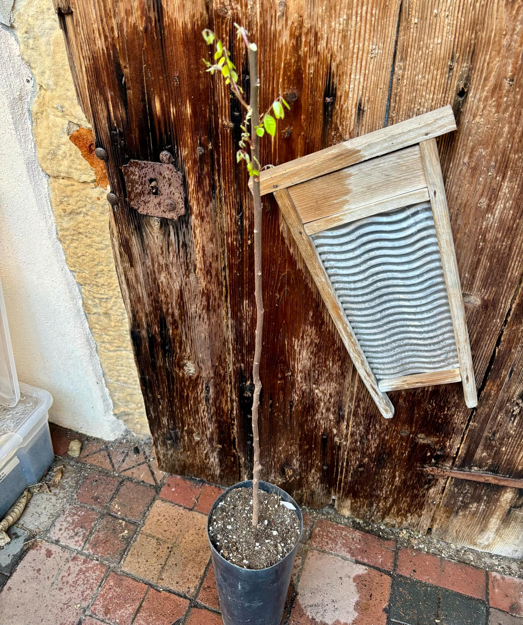 Carambola var. Fwang Tung - 1 potted plant / 1 getopfte Pflanze