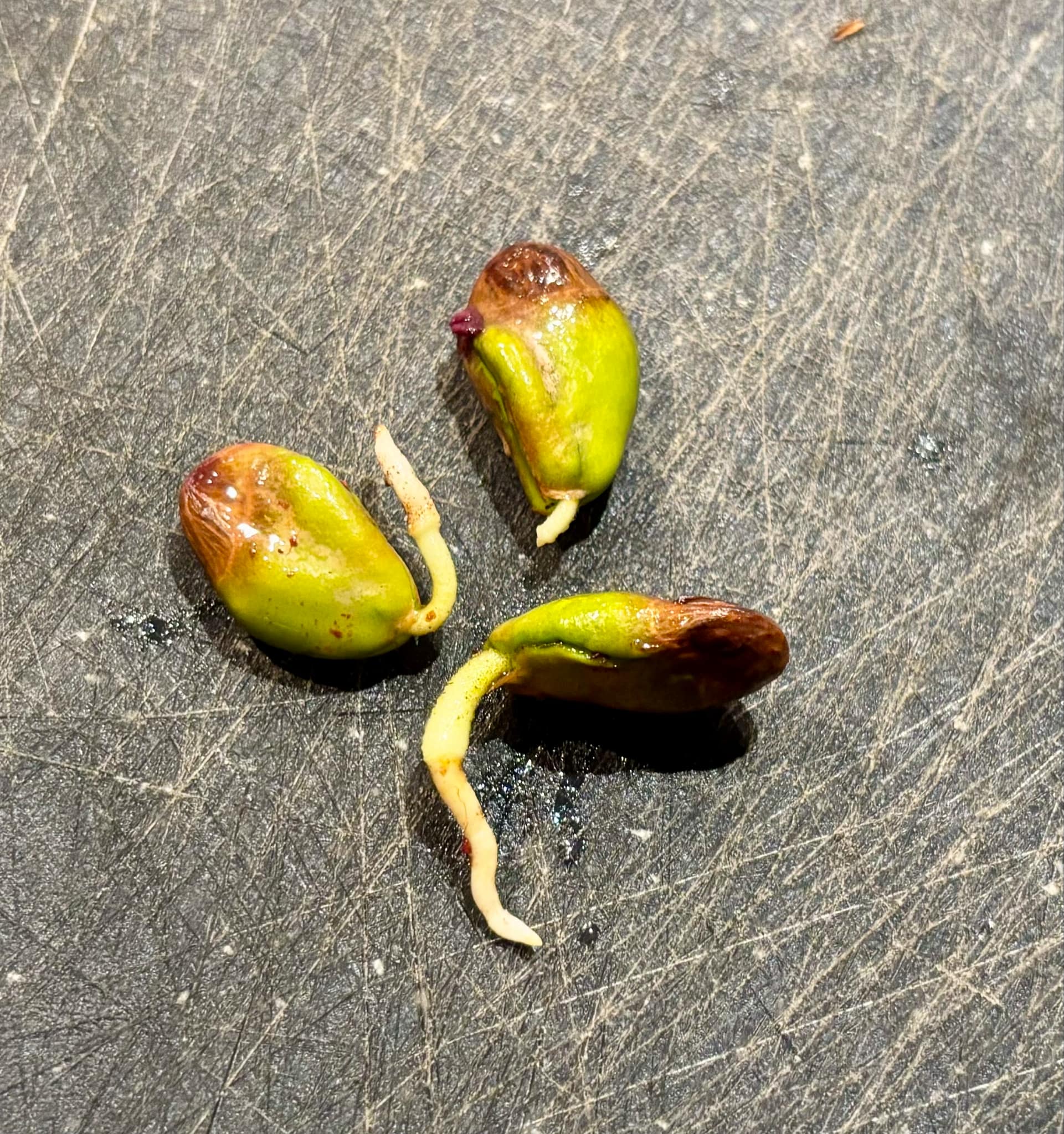 Wampee (Clausena lansium) - 1 germinated seed / 1 gekeimter Samen