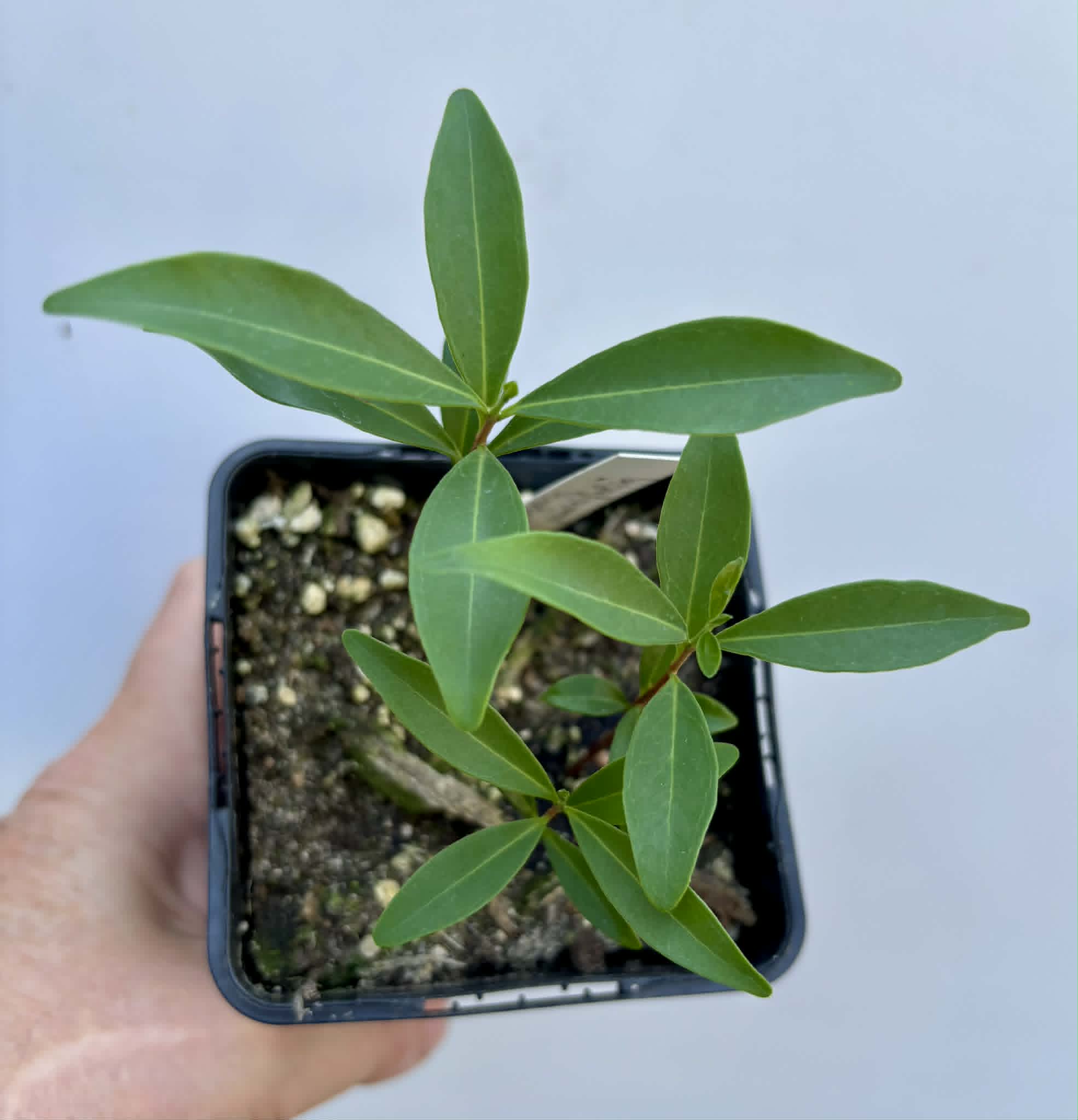 3 in 1 pot - Eugenia punicifolia - 3 seedlings in one pot / 3 Sämlinge in einem Topf