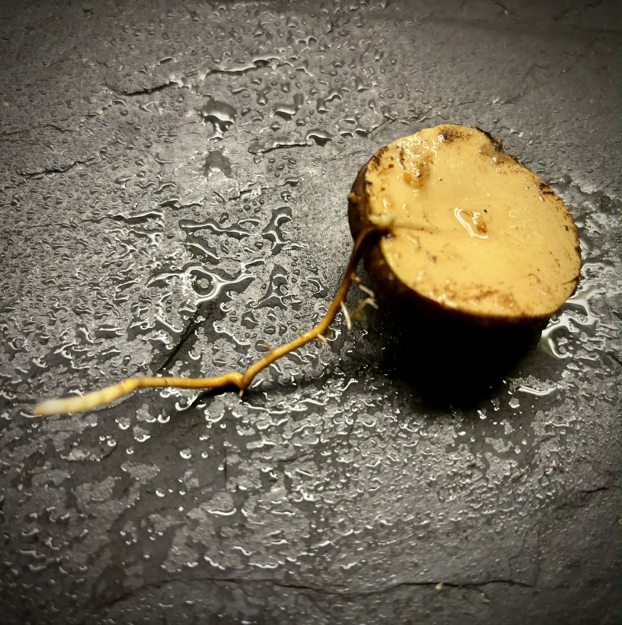 last seed - Plinia sp Sedutora -  1 germinated seed / 1 gekeimter Samen