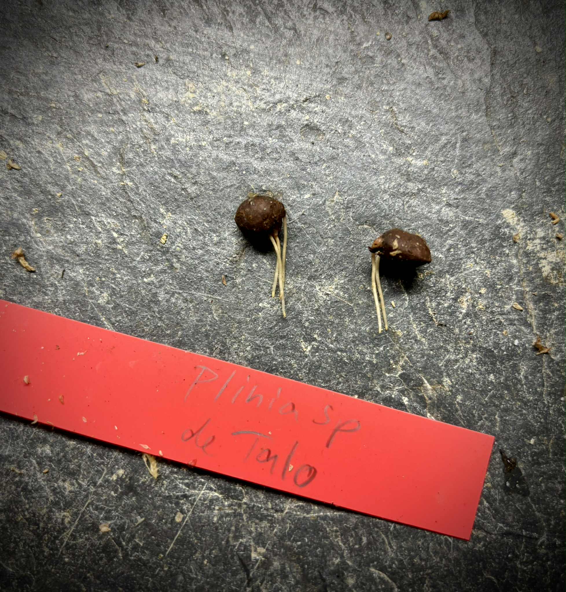 last 2 seeds - Plinia sp. de Talo - 1 germinated seed / 1 gekeimter Samen