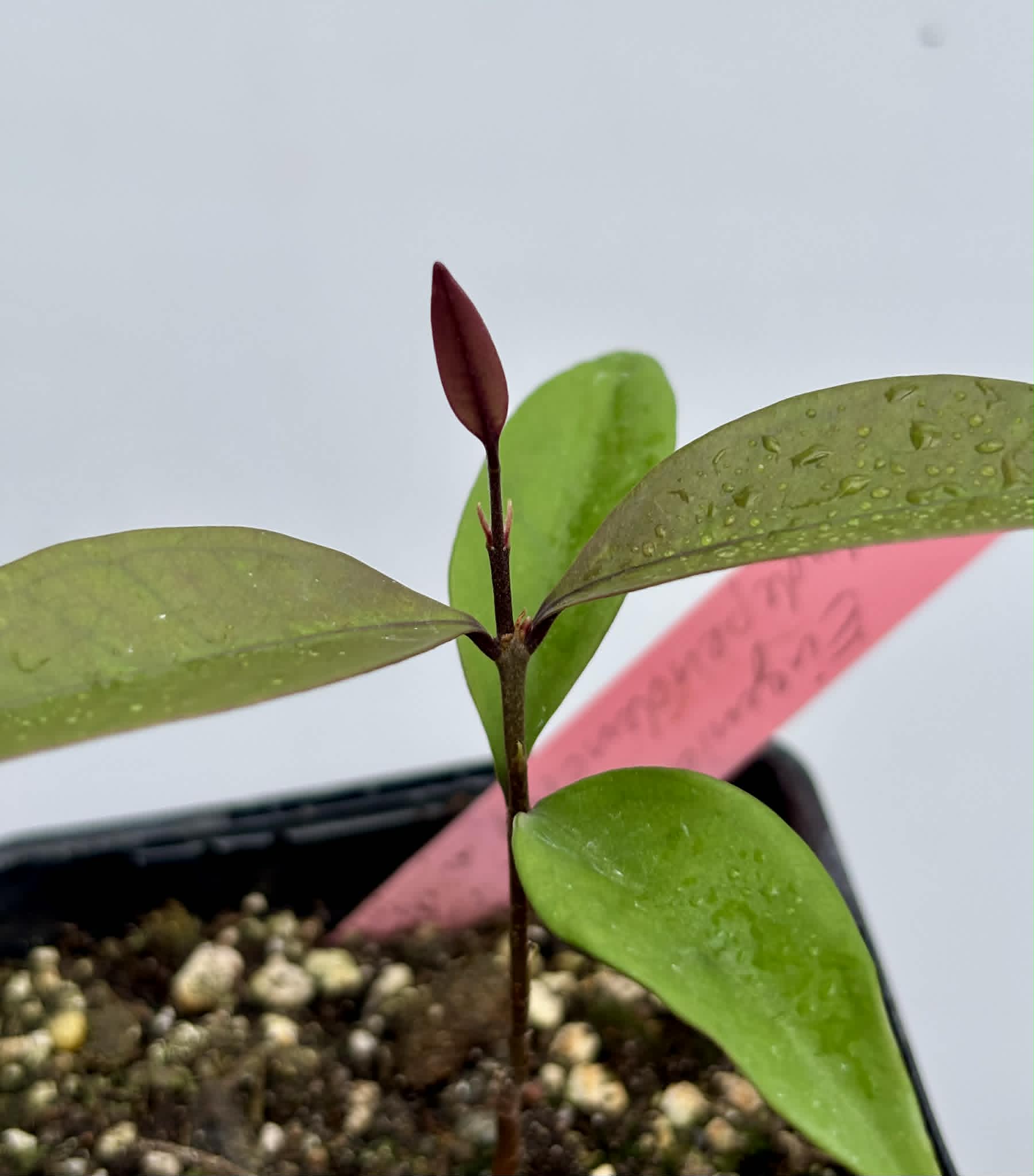 Eugenia sp Independencia - 1 potted seedling / 1 getopfter Sämling