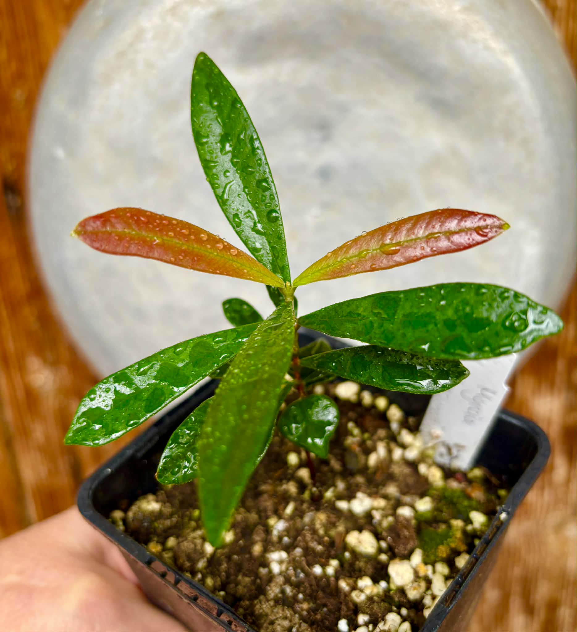 Myrcia luschnathiana -  1 potted seedling / 1 getopfter Sämling