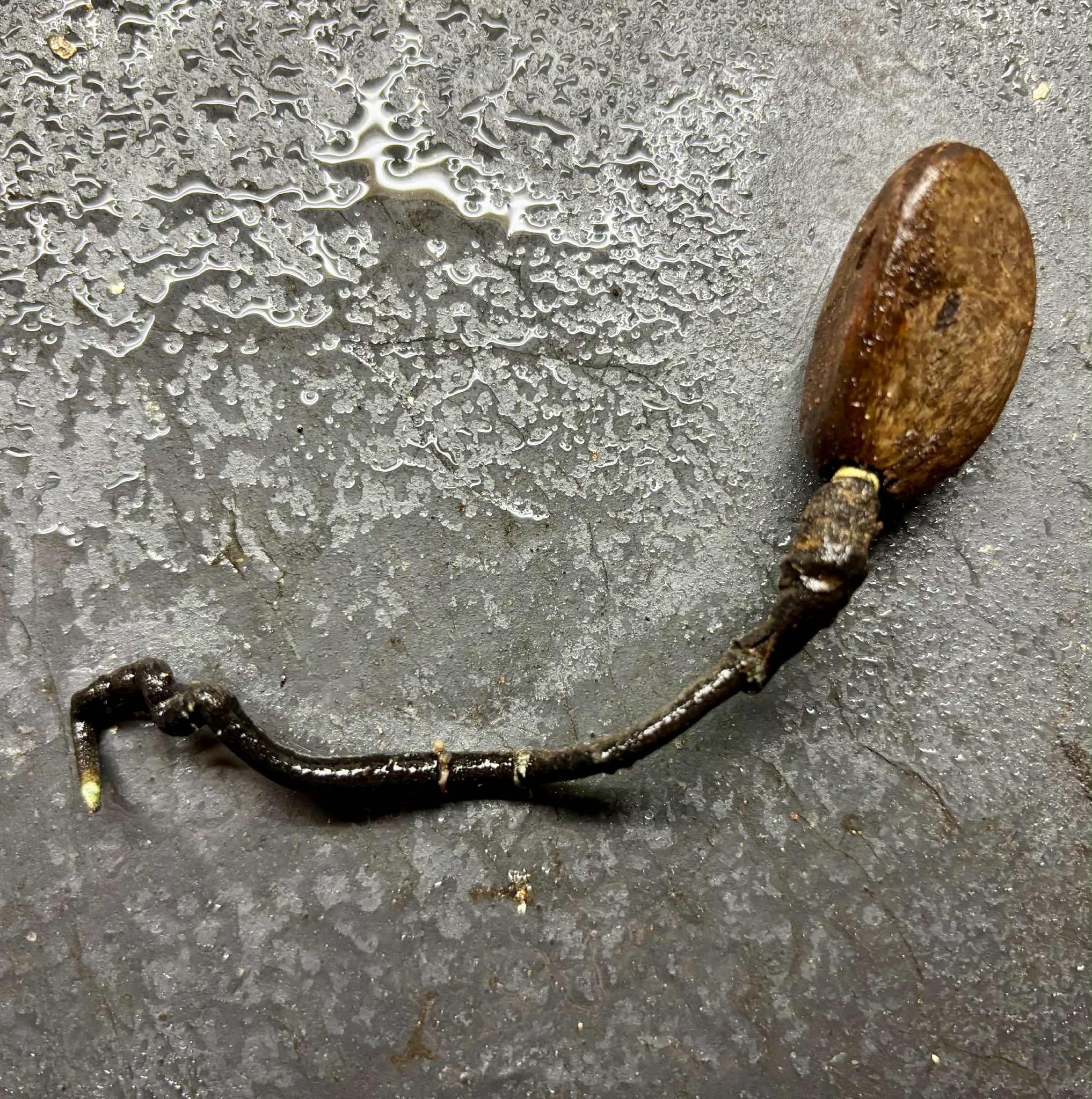 Diospyros dasyphylla -  1 germinated seed / 1 gekeimter Samen