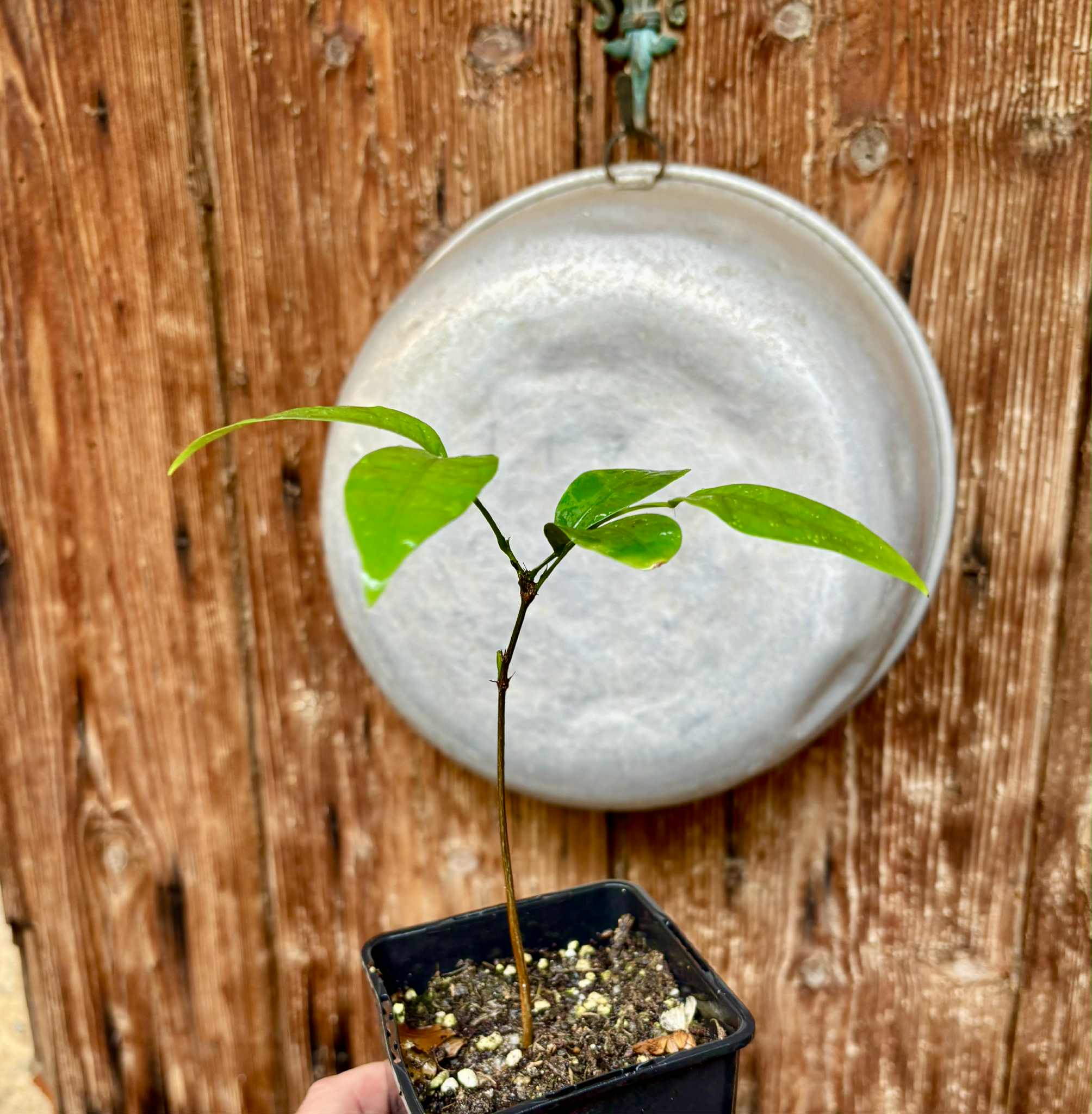 Inga laurina -  1 potted plant / 1 getopfte Pflanze