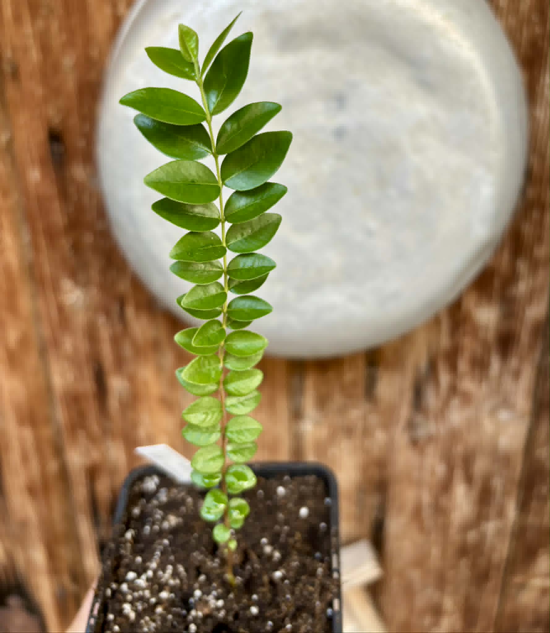 Myrciaria sp Pastora - 1 potted plant / 1 getopfte Pflanze