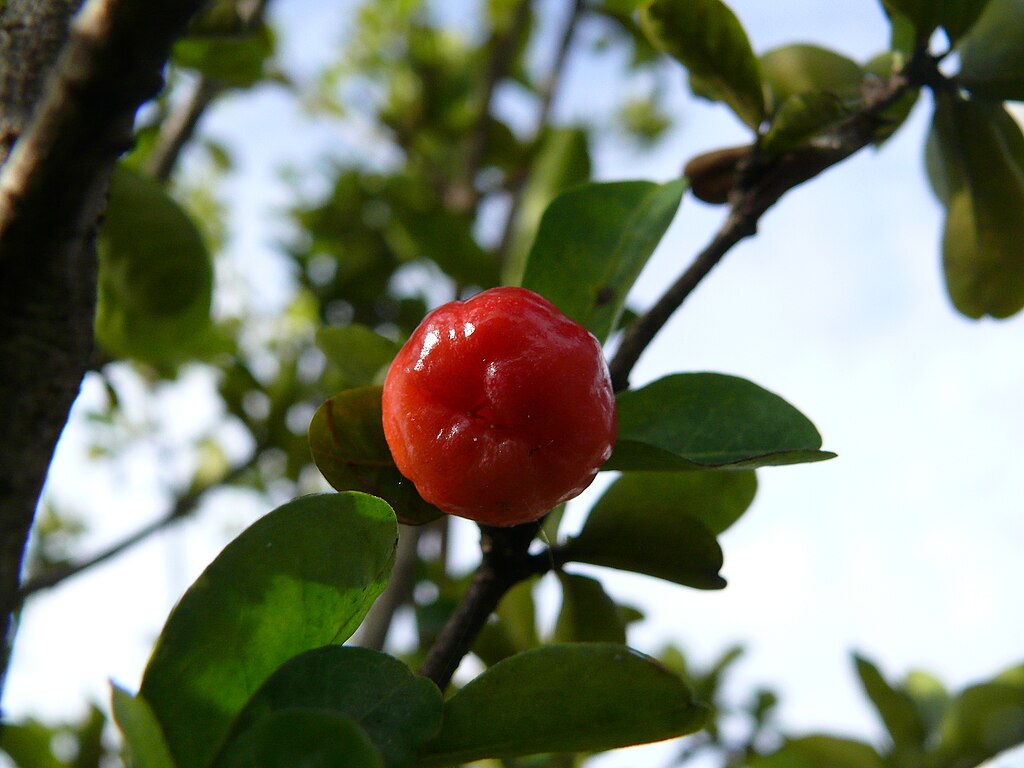 Acerola (Malpighia glabra) Nr. 1 - 1 potted rooted cutting / 1 getopfter, bewurzelter Steckling