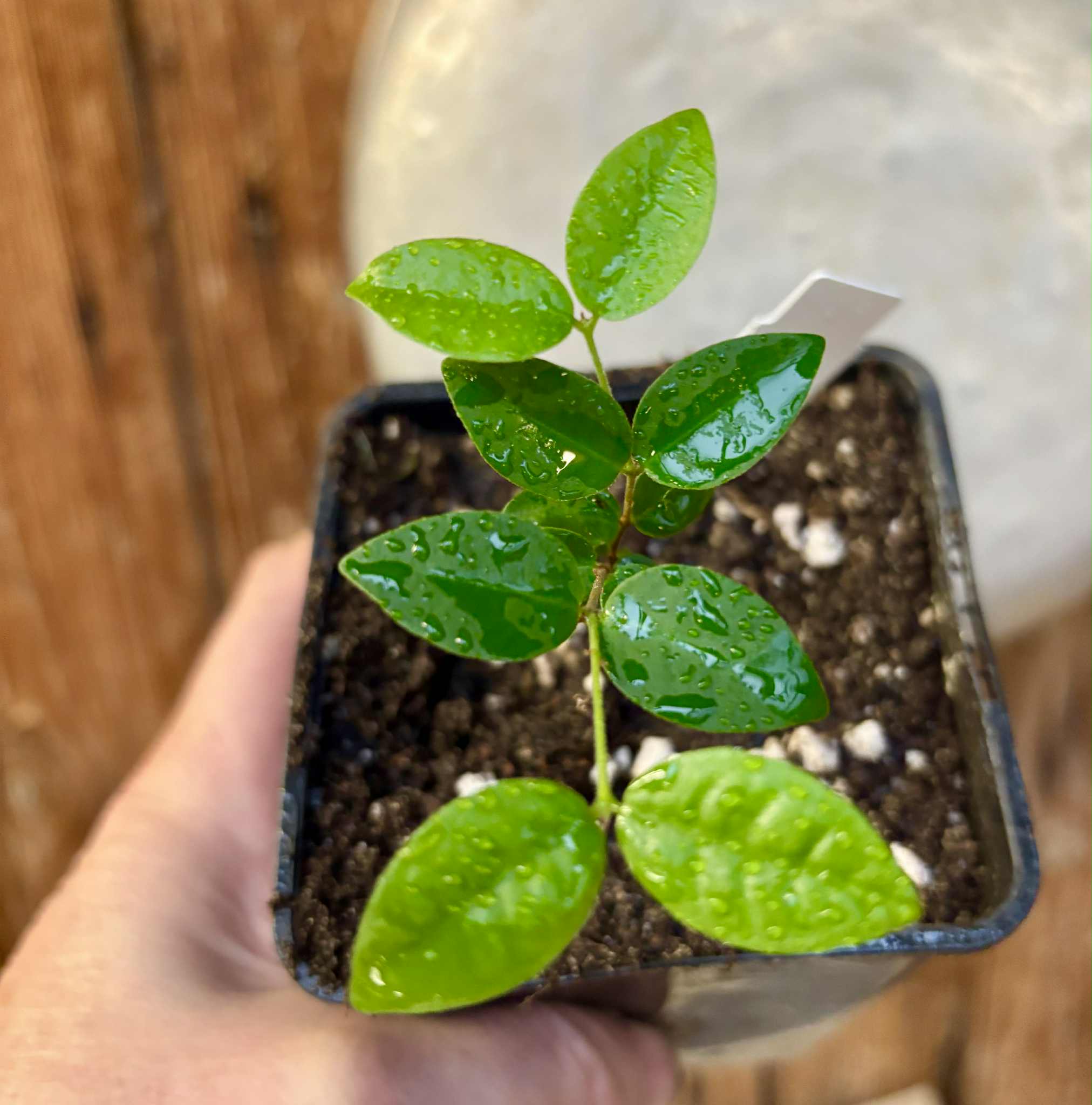 Eugenia hirta - 1 potted seedling/ 1 getopfter Sämling Eugenia hirta - 1 potted seedling/ 1 getopfter Sämling