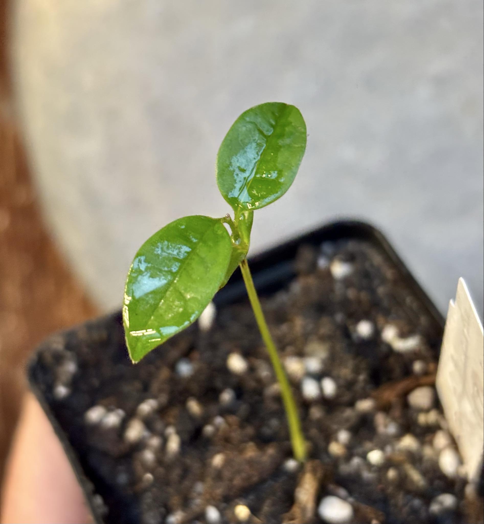 Xylopia ochrantha - 1 small potted seedling / 1 kleiner, getopfter Sämling Xylopia ochrantha - 1 small potted seedling / 1 kleiner, getopfter Sämling