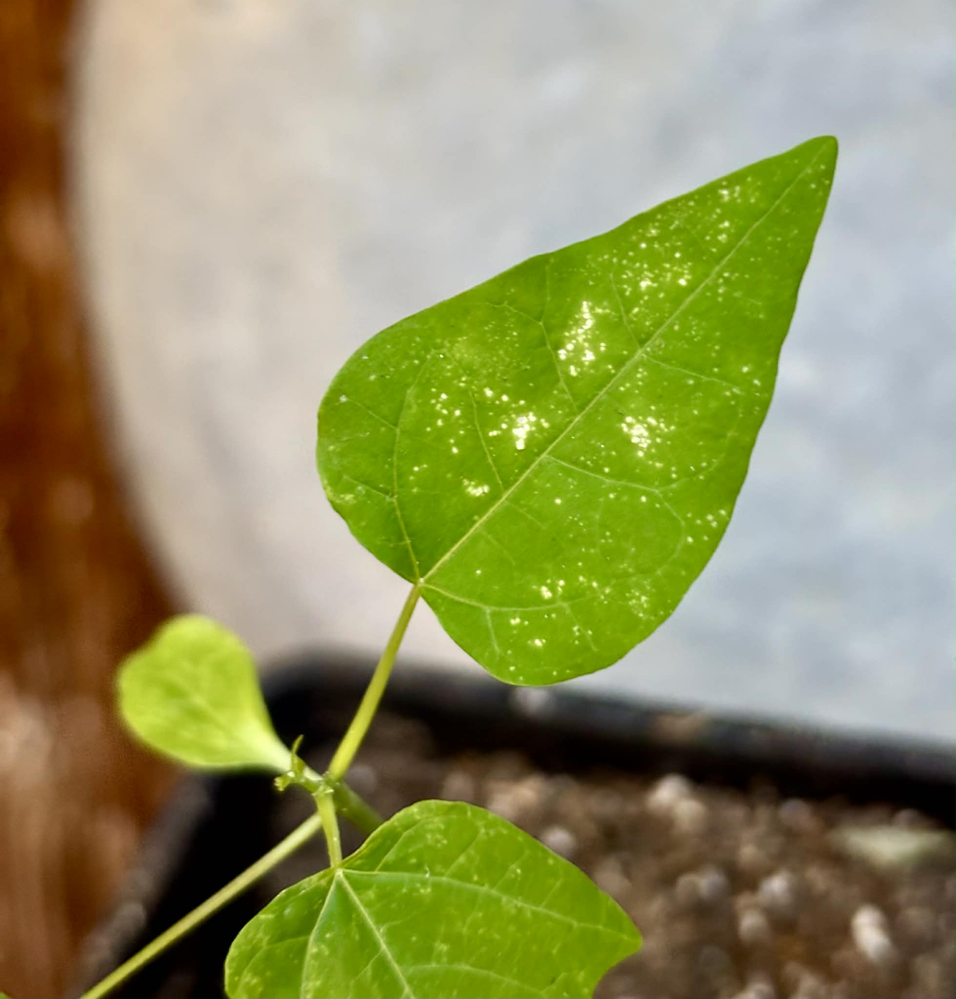 Variegated Papaya (Carica papaya) - 1 potted seedling / 1 getopfter Sämling
