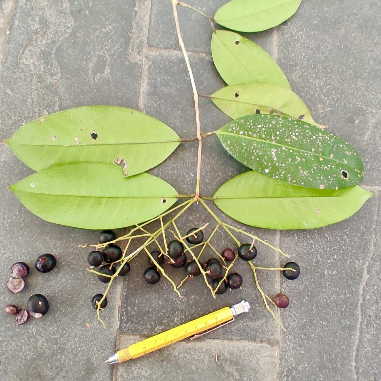 Pre Order - Myrcia sp Jaboticaba de Penca -  1 fresh seed / 1 frischer Samen