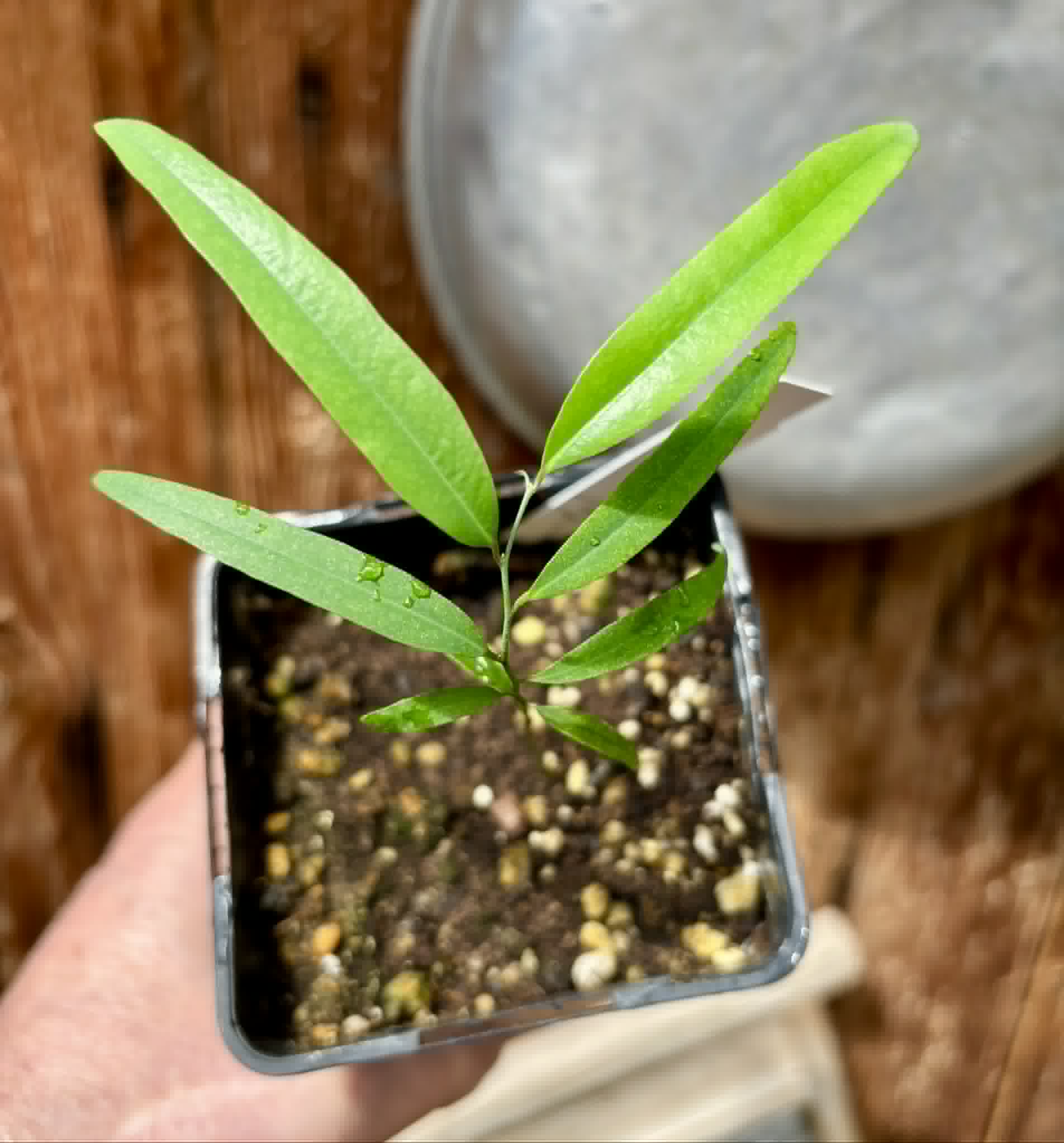 Rumdol (Sphaerocoryne lefevrei) - 1 potted seedling / 1 getopfter Sämling