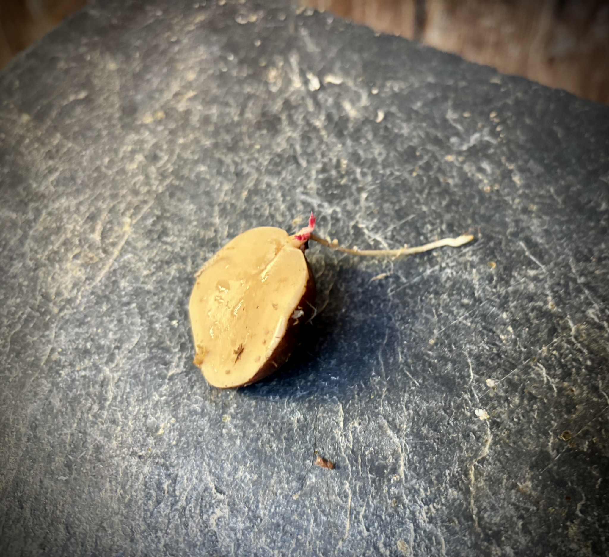 Plinia longiacuminata -  1 germinated seed / 1 gekeimter Samen