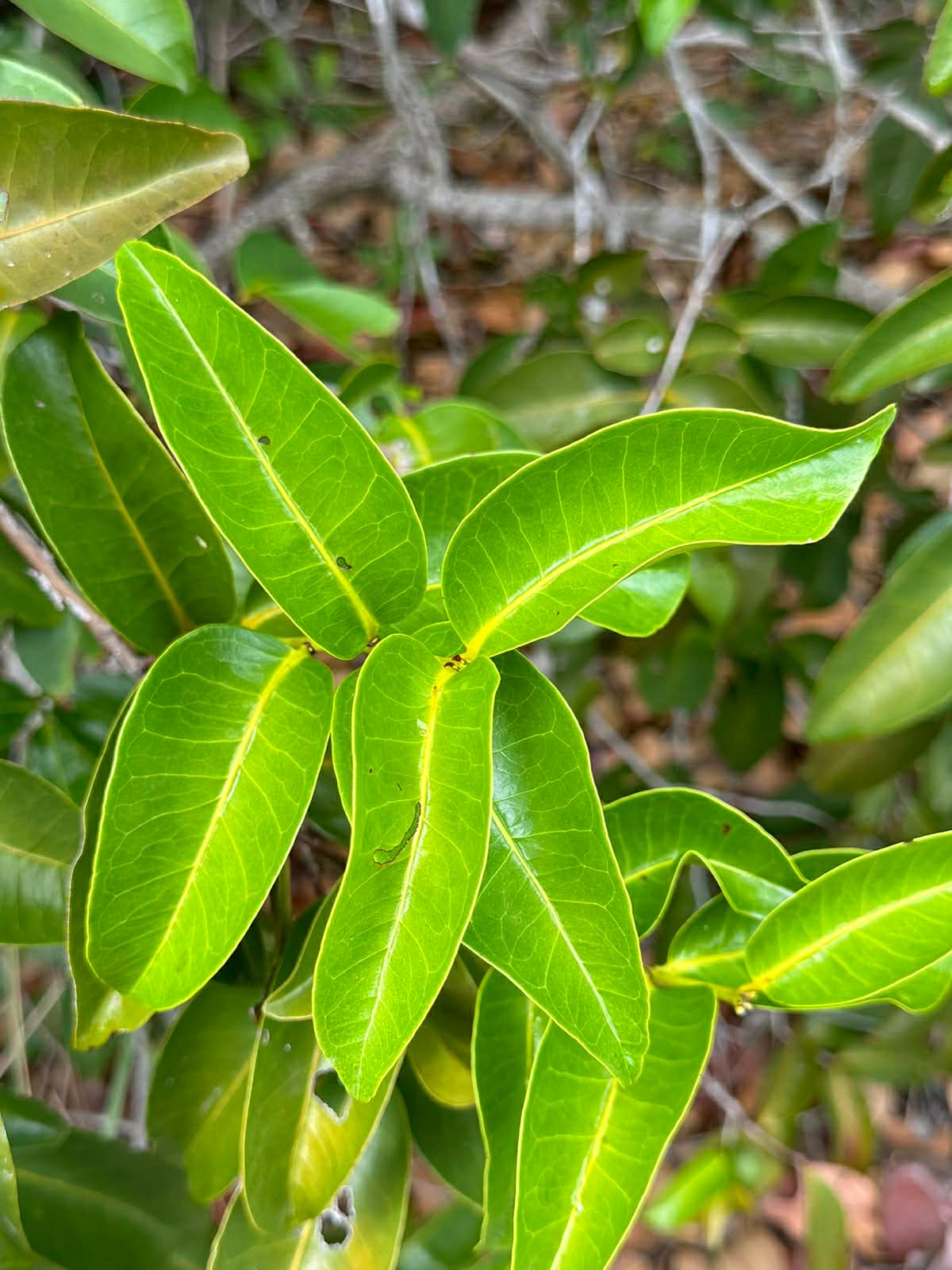 Psidium sp Madeira Amarela - 1 fresh seed / 1 frischer Samen