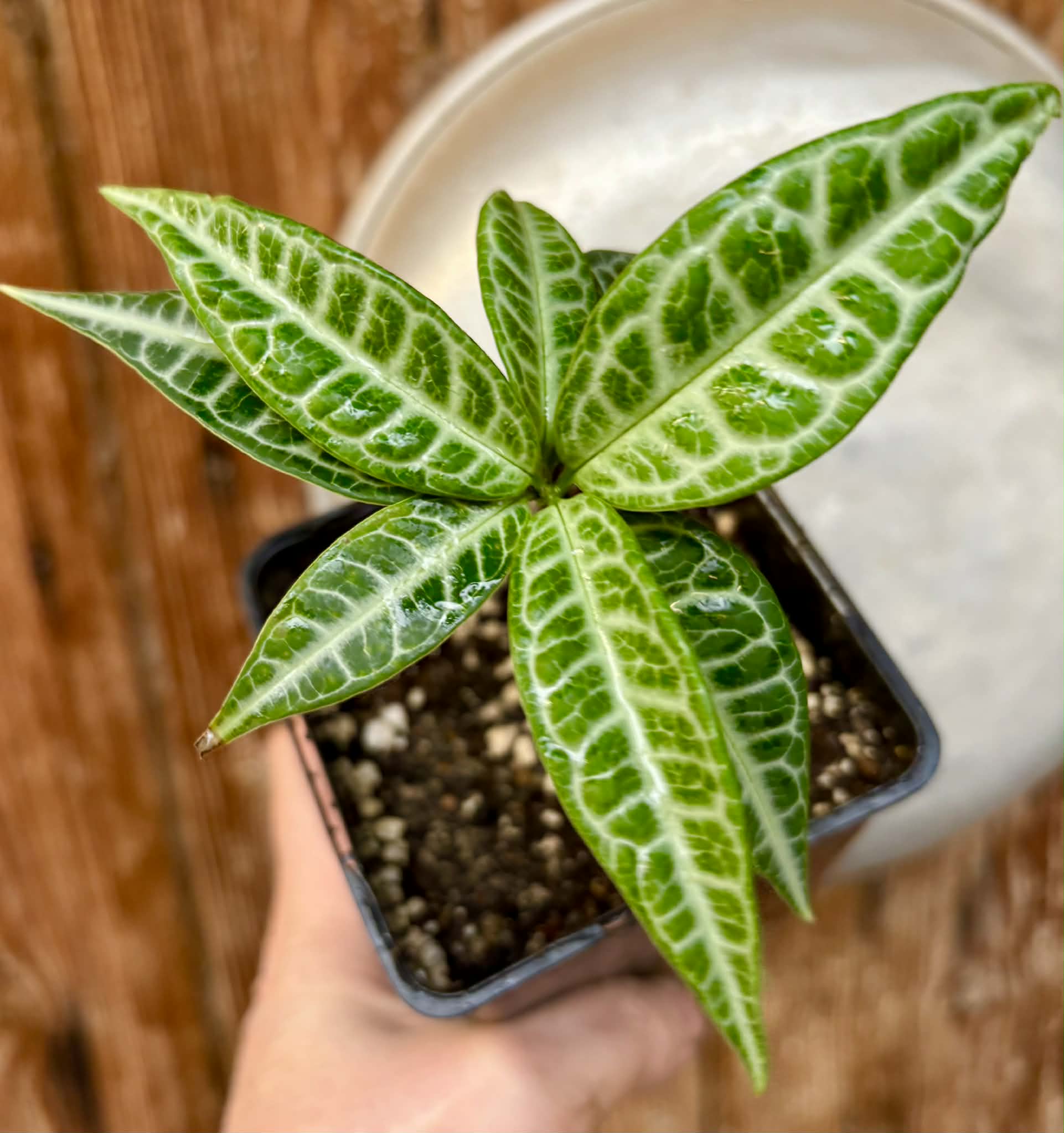 Eugenia sp Labisia Nr. 6 -  1 potted plant / 1 getopfte Pflanze