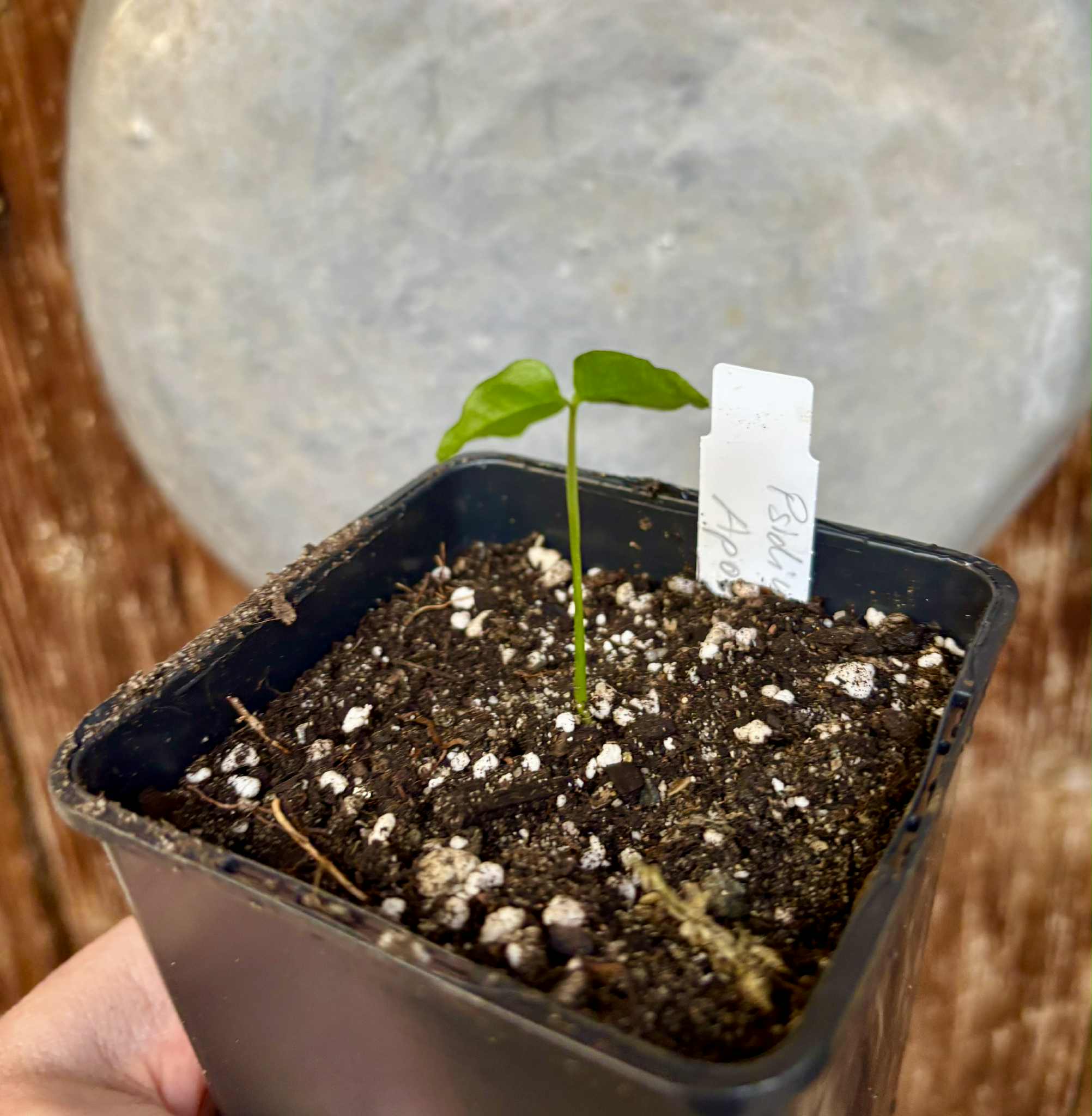 Psidium sp Aporá - 1 potted seedling / 1 getopfter Sämling