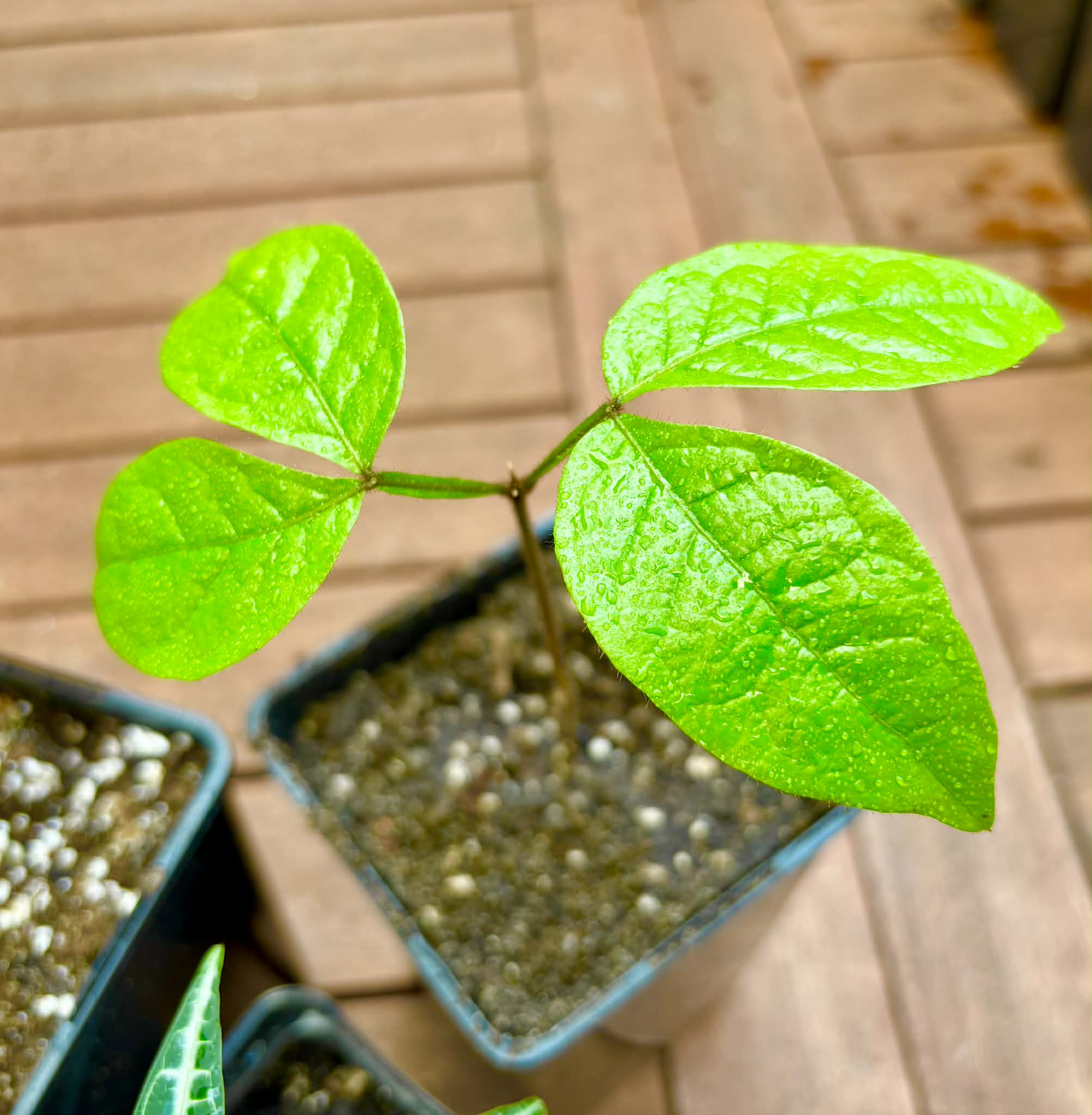 Collection of 3 ultra rare exotic fruit plants -  3 different potted plants / 3 verschiedene, getopfte Pflanzen