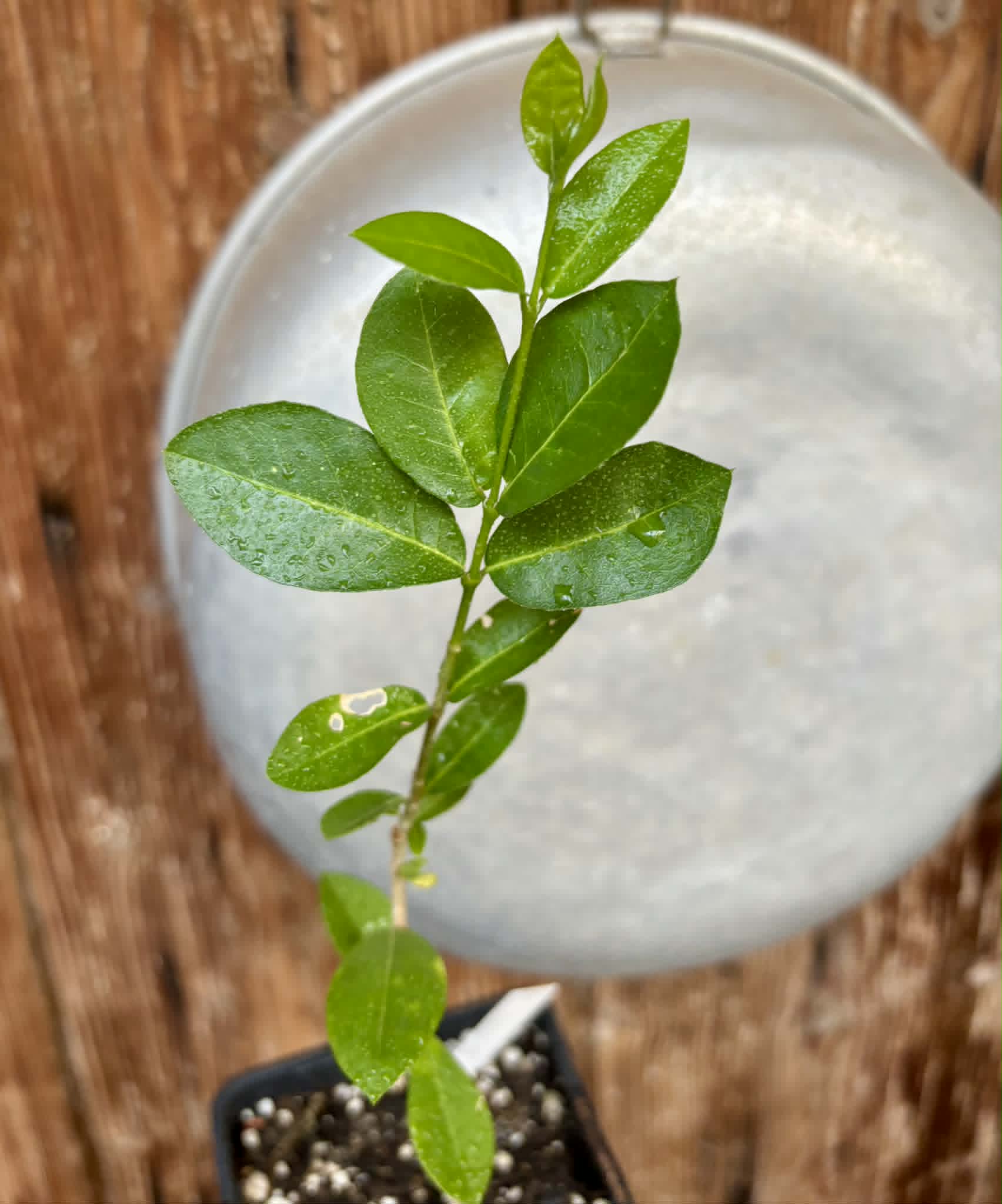 Acerola (Malpighia glabra) - 1 potted seedling / 1 getopfter Sämling