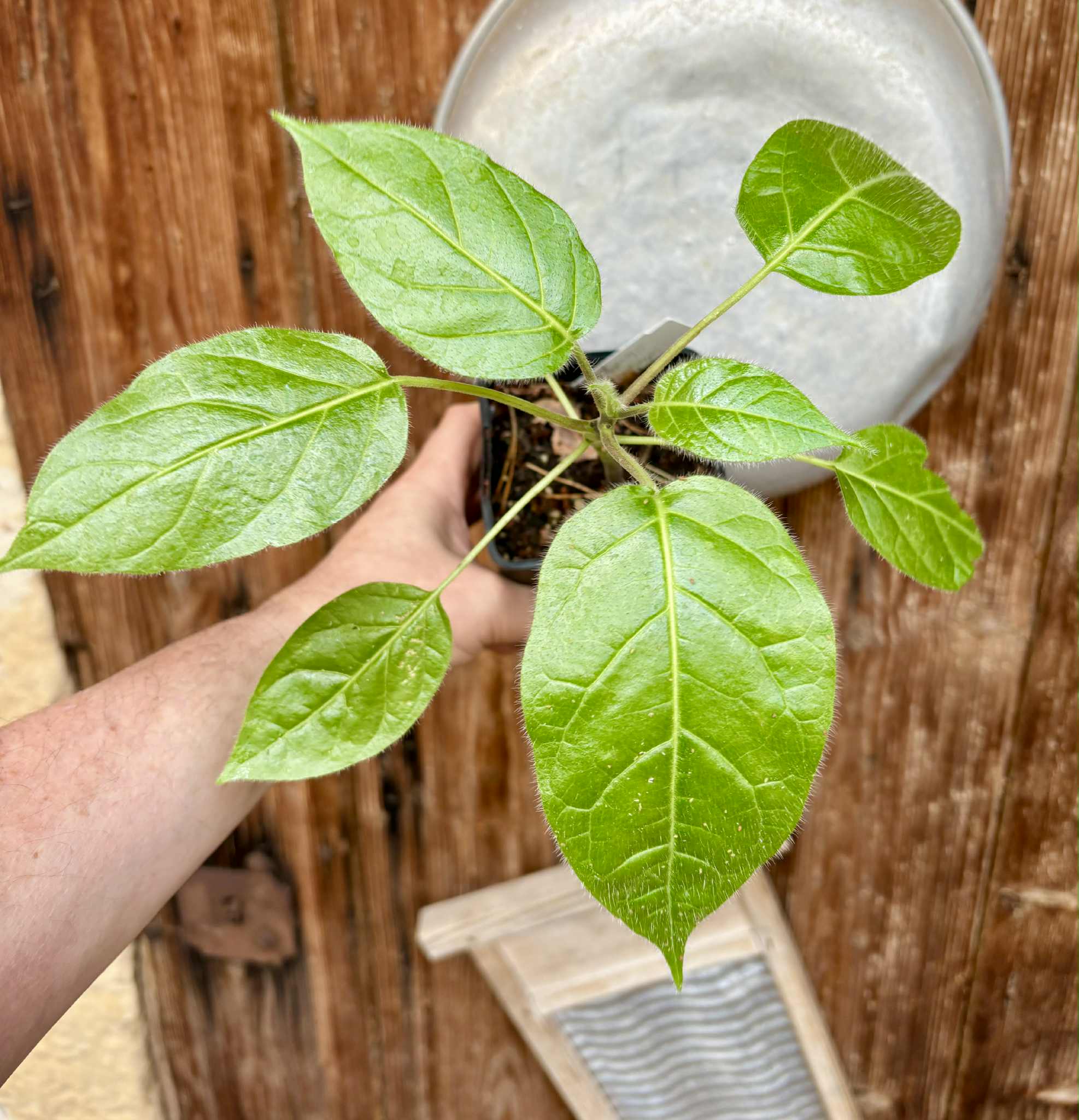 Solanum sibundoyense - 1 potted seedling / 1 getopfter Sämling