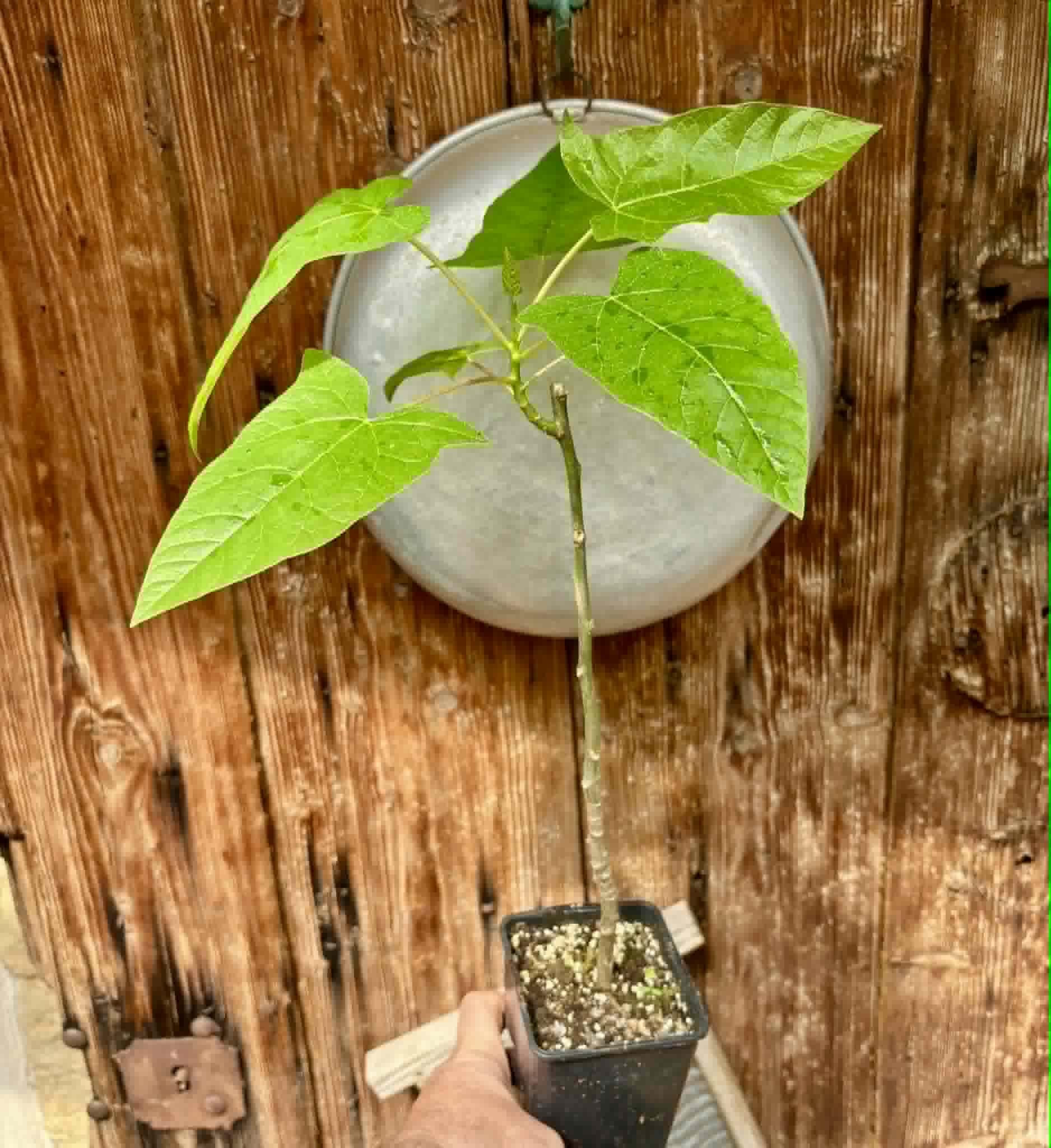 rooted cutting - Oak Leaf Papaya (Vasconcellea quercifolia) - 1 potted plant / 1 getopfte Pflanze