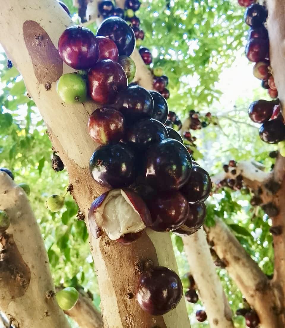 Pre Order - Plinia sp UNA justino -  1 fresh seed / 1 frischer Samen