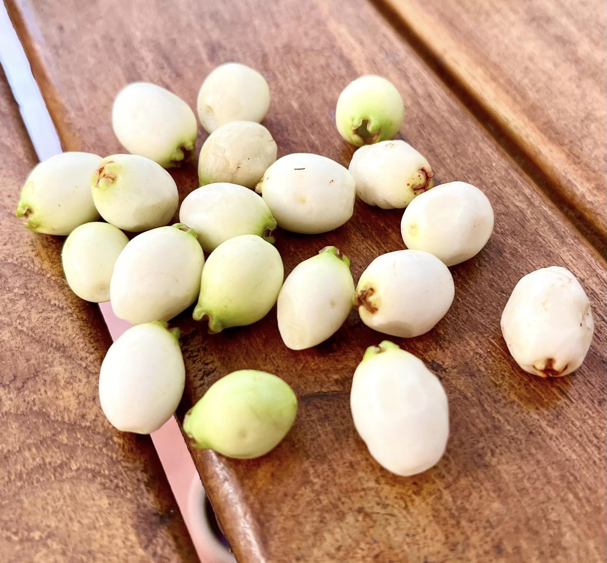 Syzygium gratum - 1 fresh seed / 1 frischer Samen